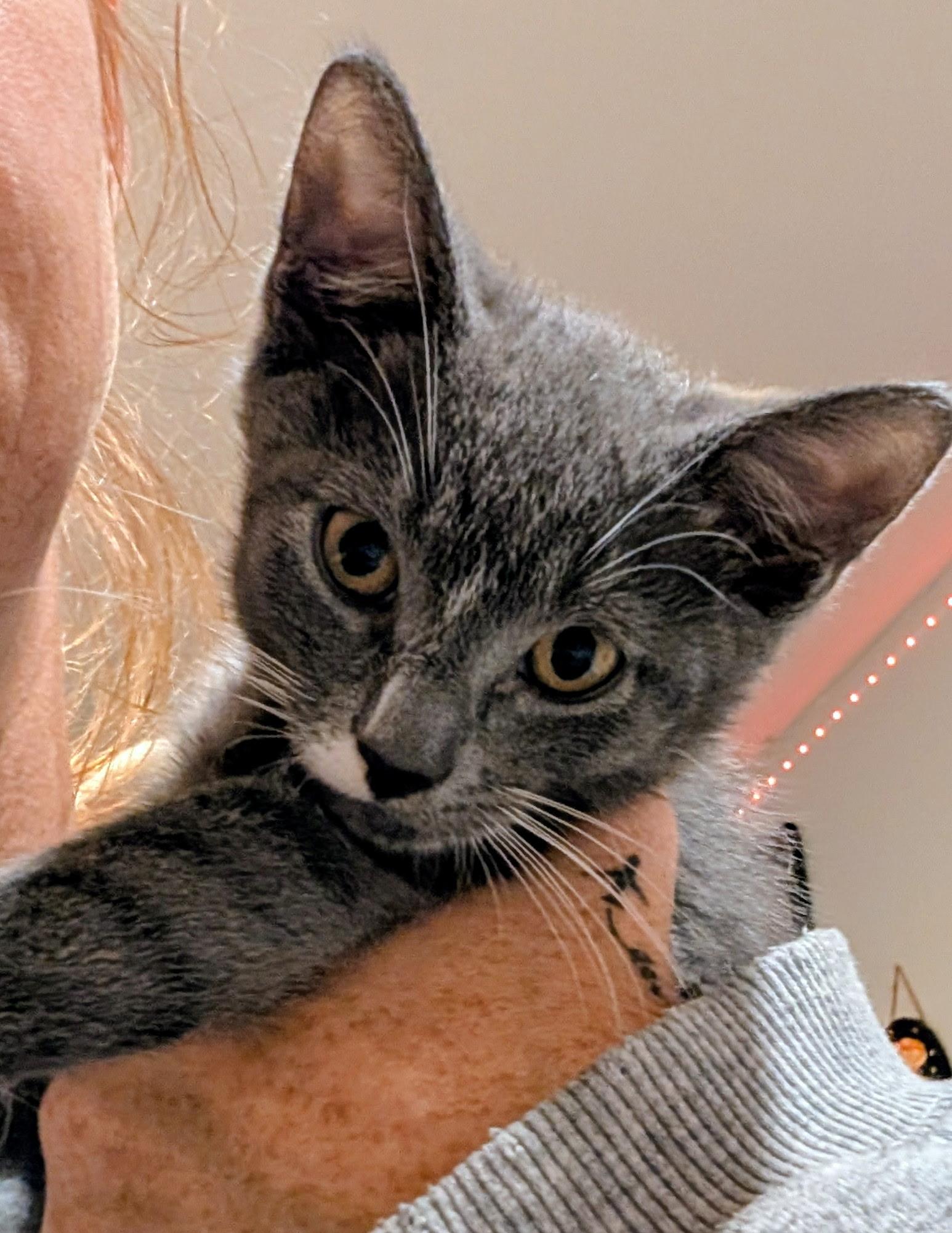 Enlarge OZZY, a Adoptable Domestic Short Hair in KENTON, DE image 2/6