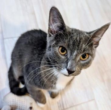 Enlarge OZZY, a Adoptable Domestic Short Hair in KENTON, DE image 2/6