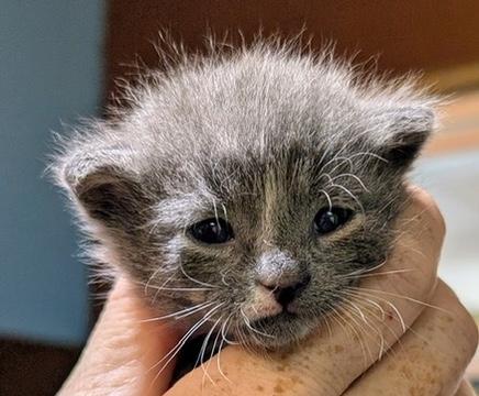 Enlarge OZZY, a Adoptable Domestic Short Hair in KENTON, DE image 6/6