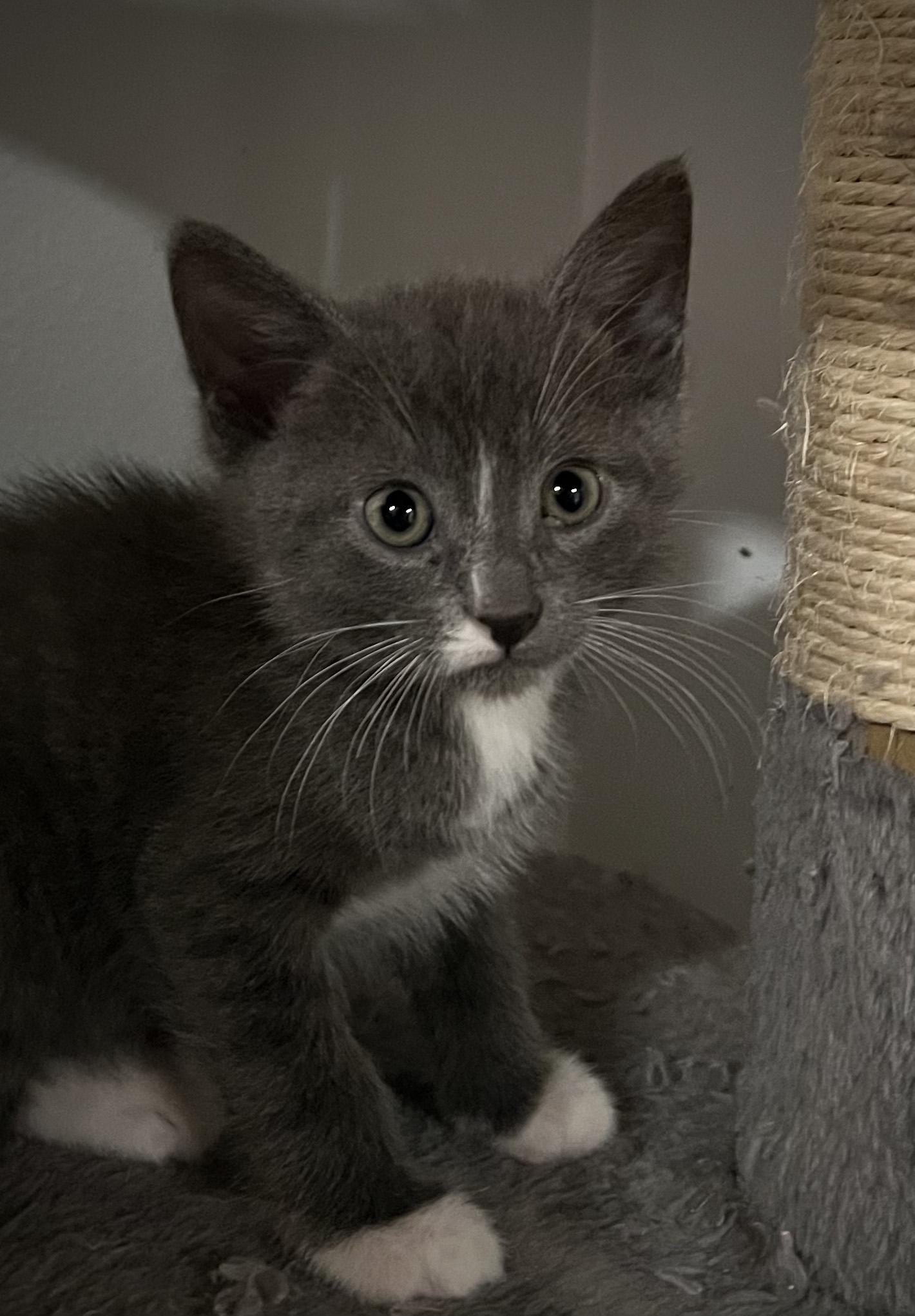 Enlarge OZZY, a Adoptable Domestic Short Hair in KENTON, DE image 4/6