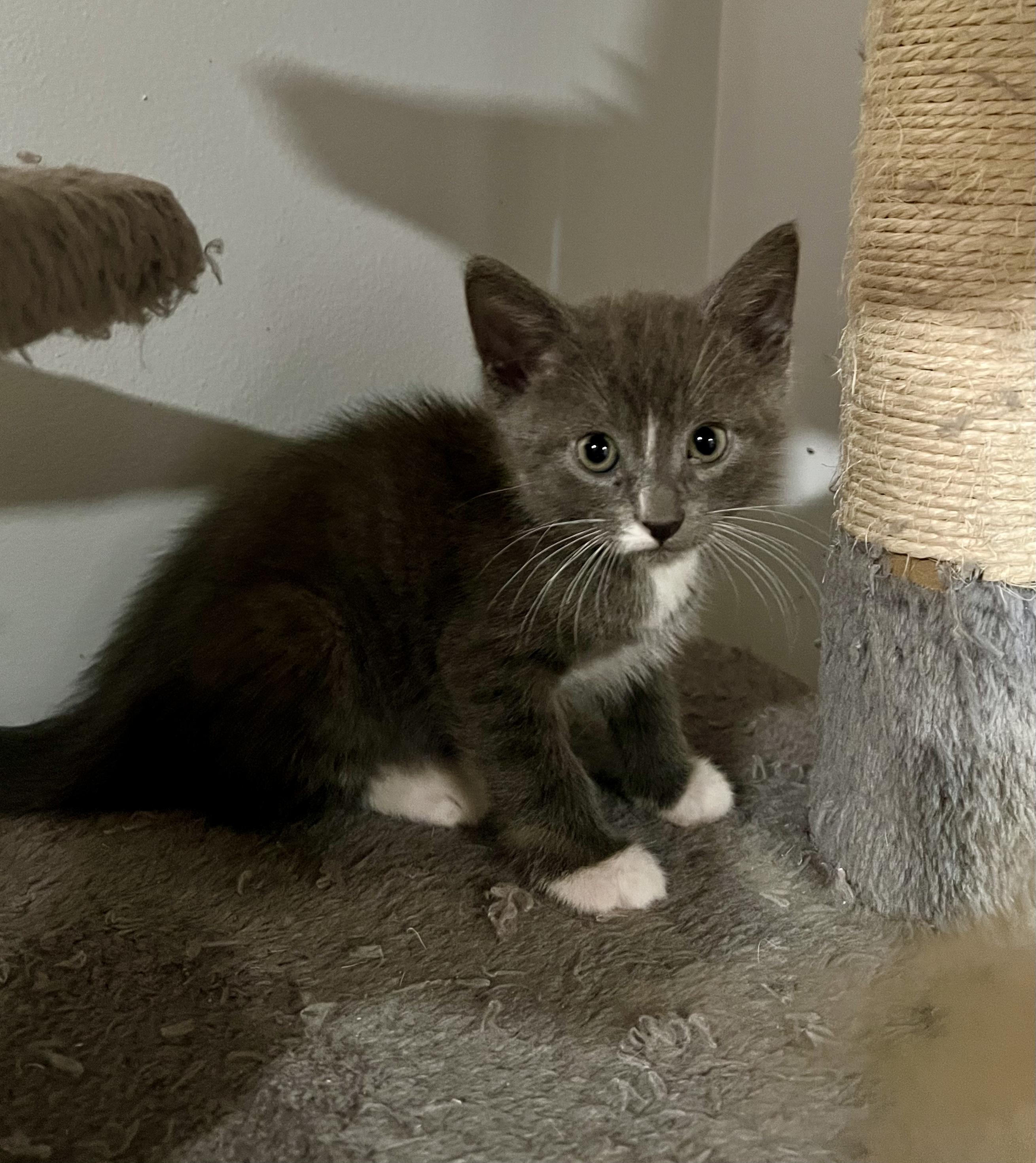 Enlarge OZZY, a Adoptable Domestic Short Hair in KENTON, DE image 5/6