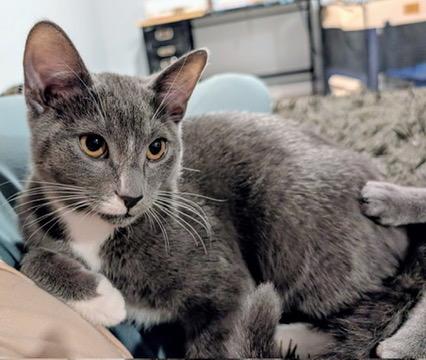 Enlarge OZZY, a Adoptable Domestic Short Hair in KENTON, DE image 1/6