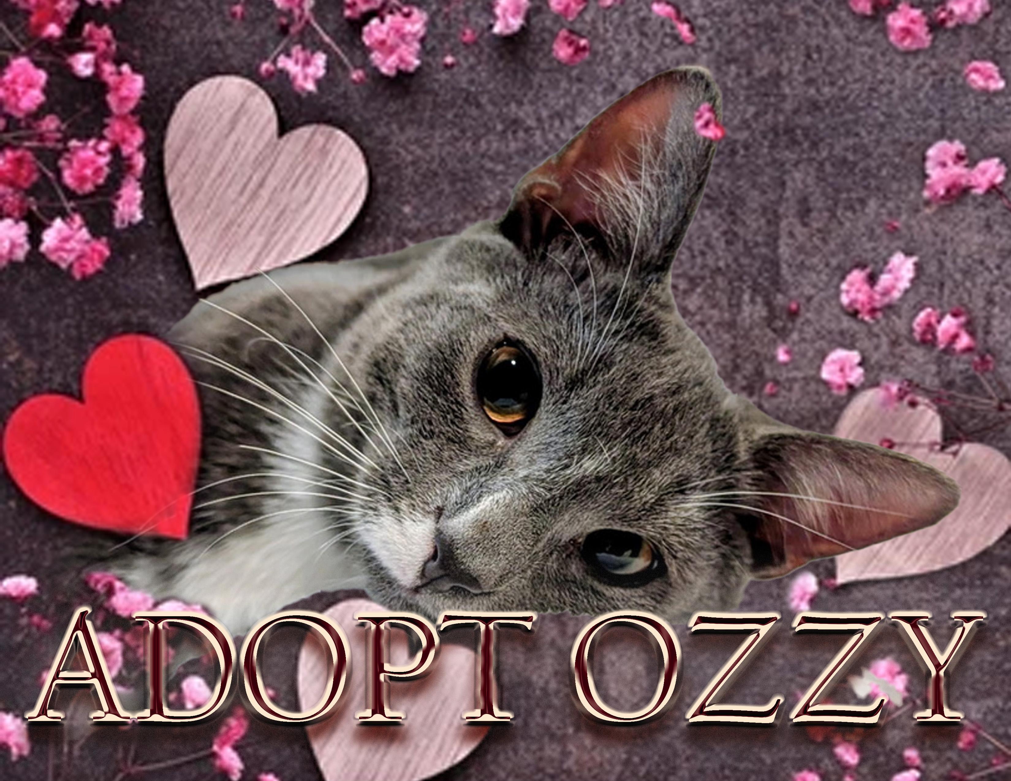Enlarge OZZY, a Adoptable Domestic Short Hair in KENTON, DE image 1/5