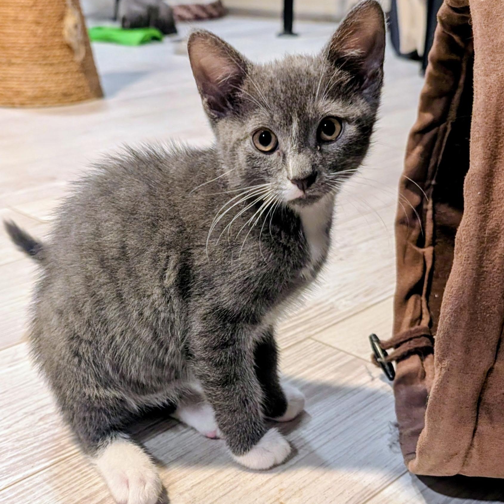 OZZY, Adoptable, Young Male Domestic Short Hair.