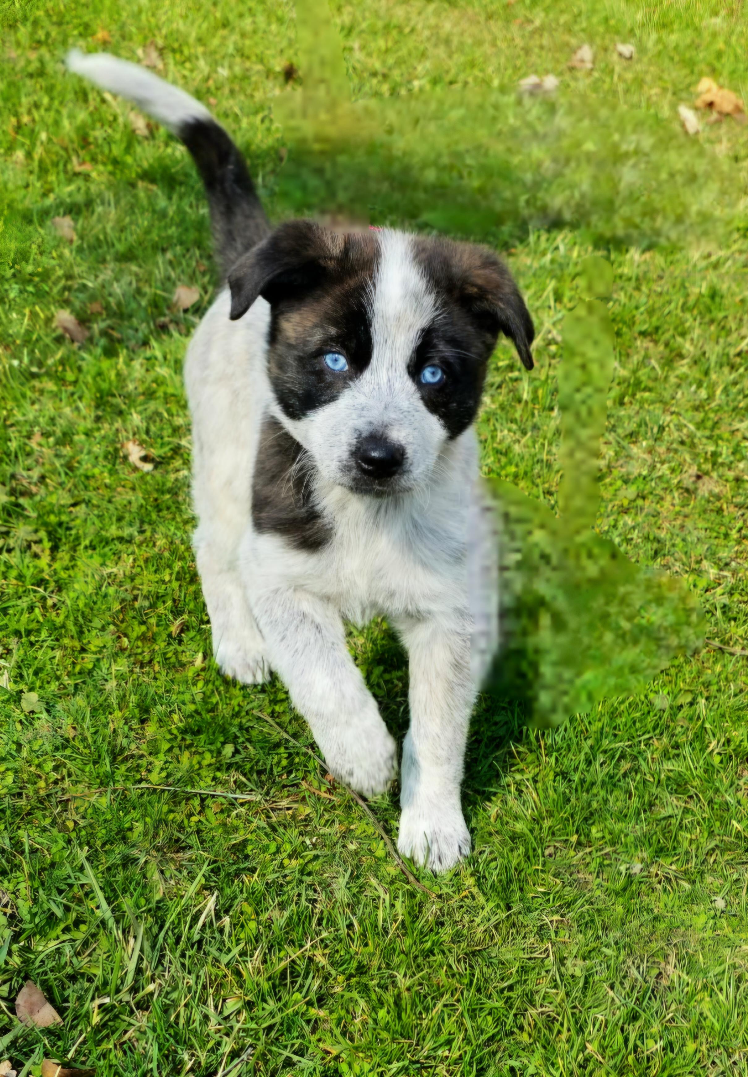 Enlarge Evie, an adopted mixed breed in Arlington Heights, IL image 1/6