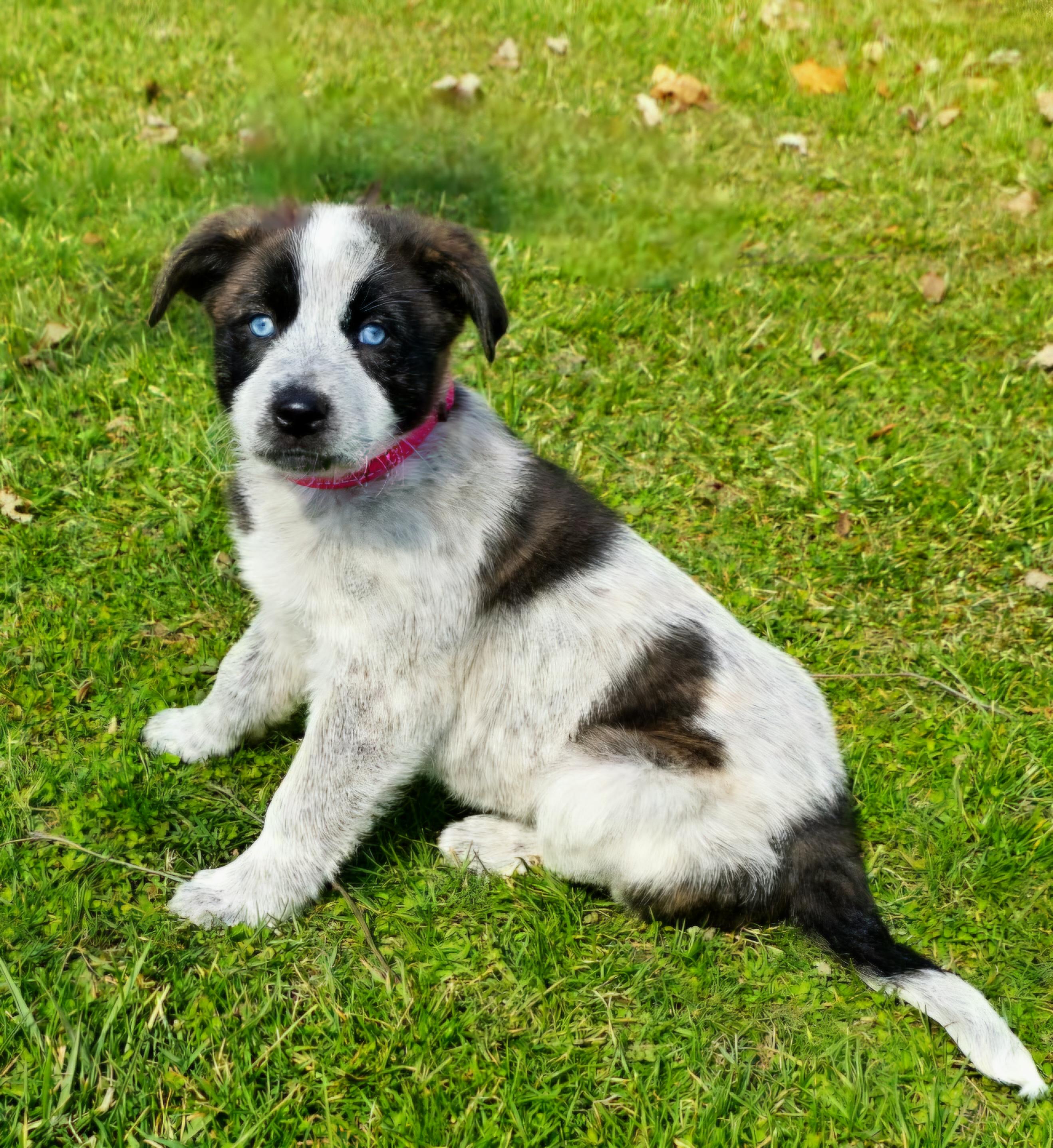 Enlarge Evie, an adopted mixed breed in Arlington Heights, IL image 2/6