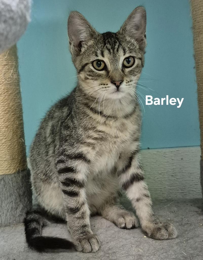 Barley, Adoptable, Young Male Domestic Short Hair.