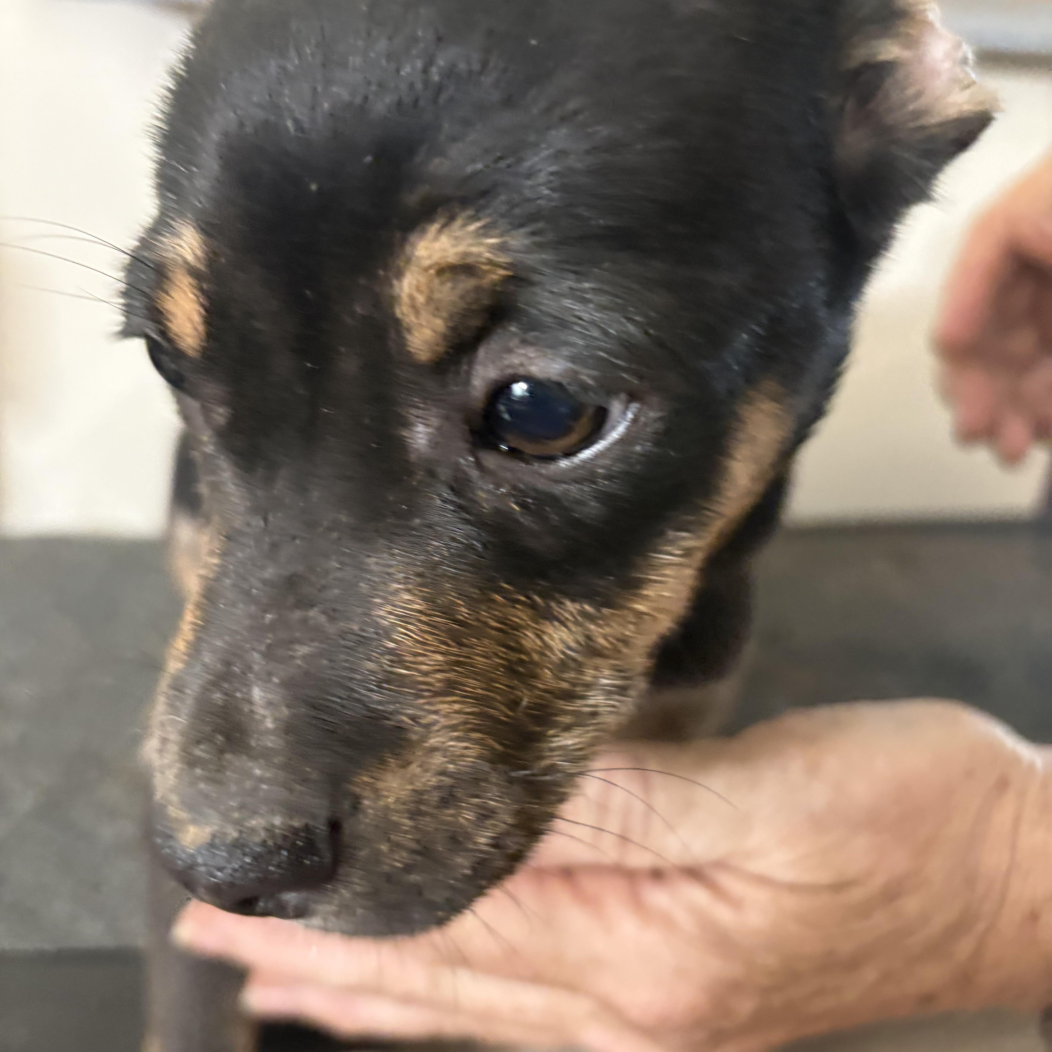 Enlarge Dawn, a Adoptable mixed breed in Partlow, VA image 1/1