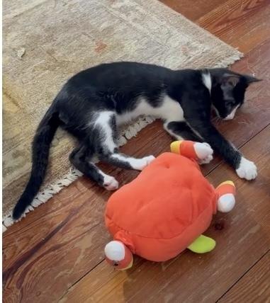 Barry, Adoptable, Kitten Male Domestic Short Hair.