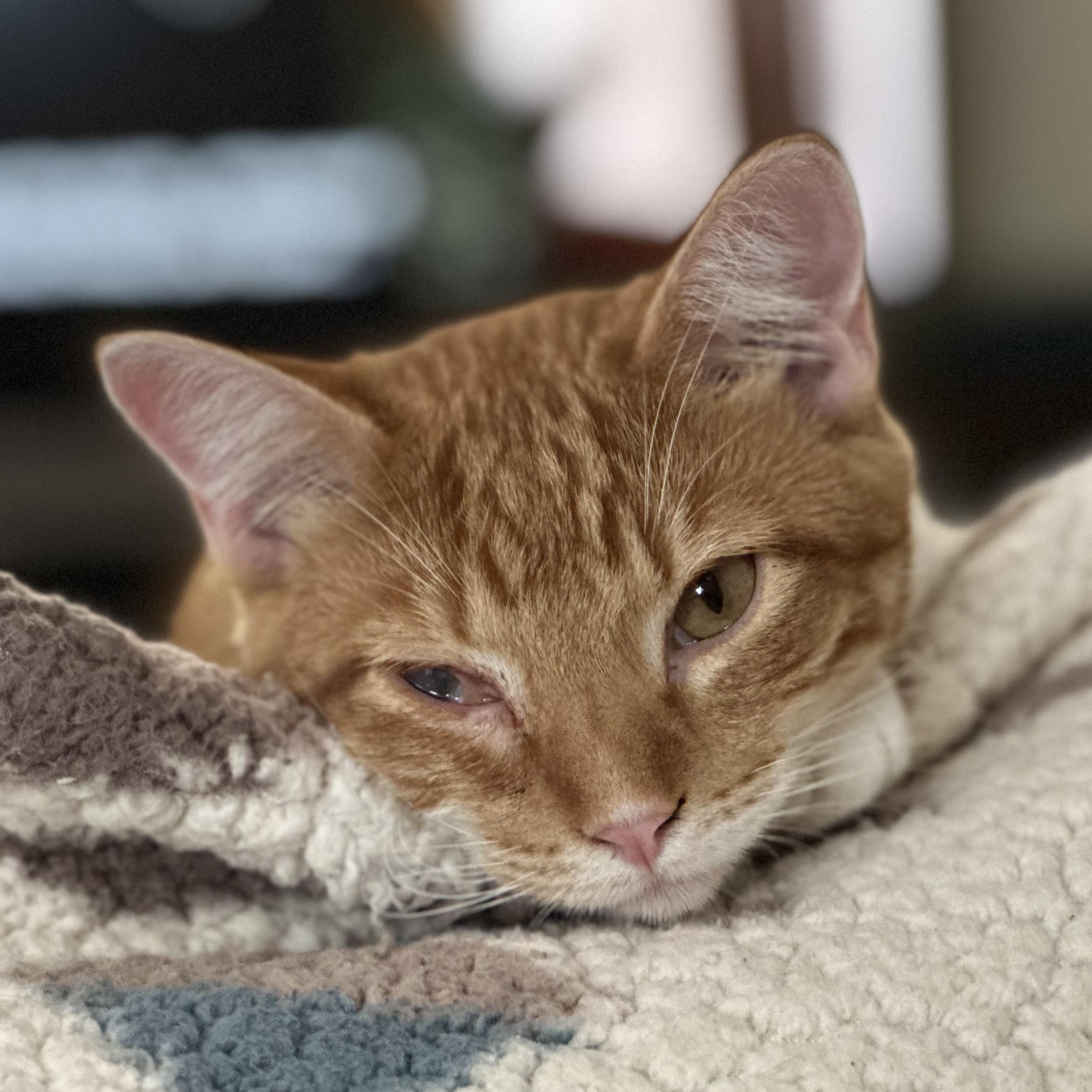 Towhee, an adoptable Domestic Short Hair in Springfield, MO, 65804 | Photo Image 2