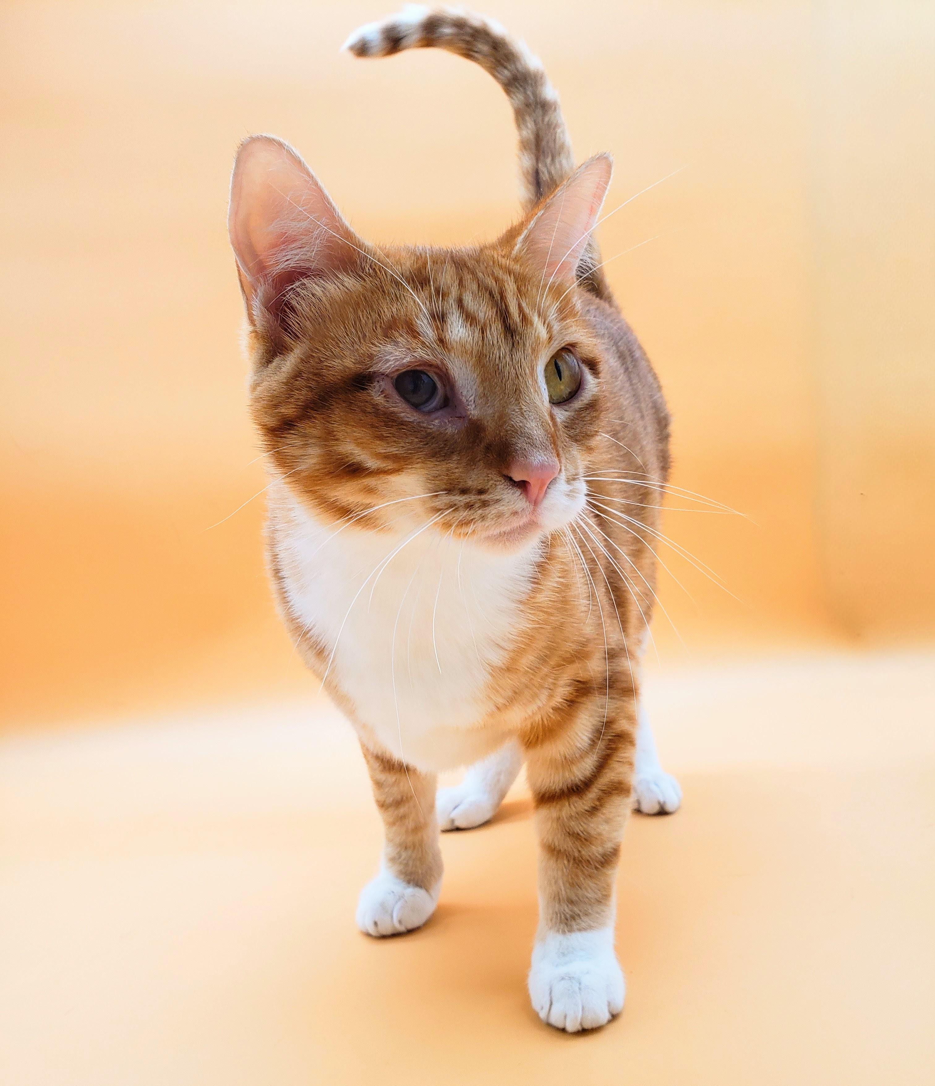 Towhee, an adoptable Domestic Short Hair in Springfield, MO, 65804 | Photo Image 4