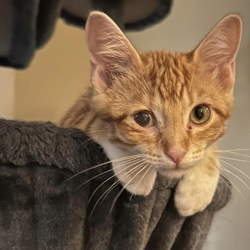 Towhee, an adoptable Domestic Short Hair in Springfield, MO, 65804 | Photo Image 4