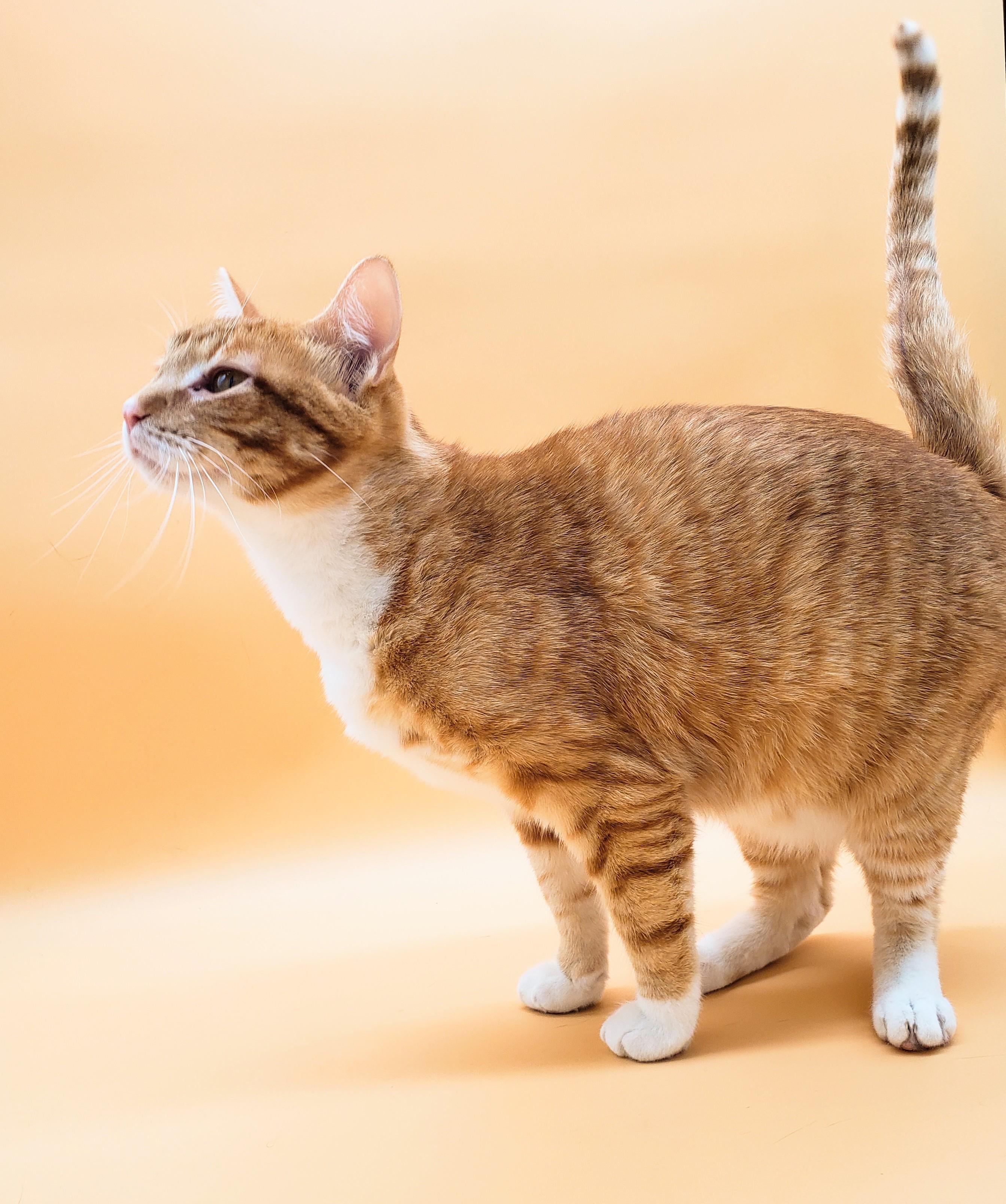 Towhee, an adoptable Domestic Short Hair in Springfield, MO, 65804 | Photo Image 6
