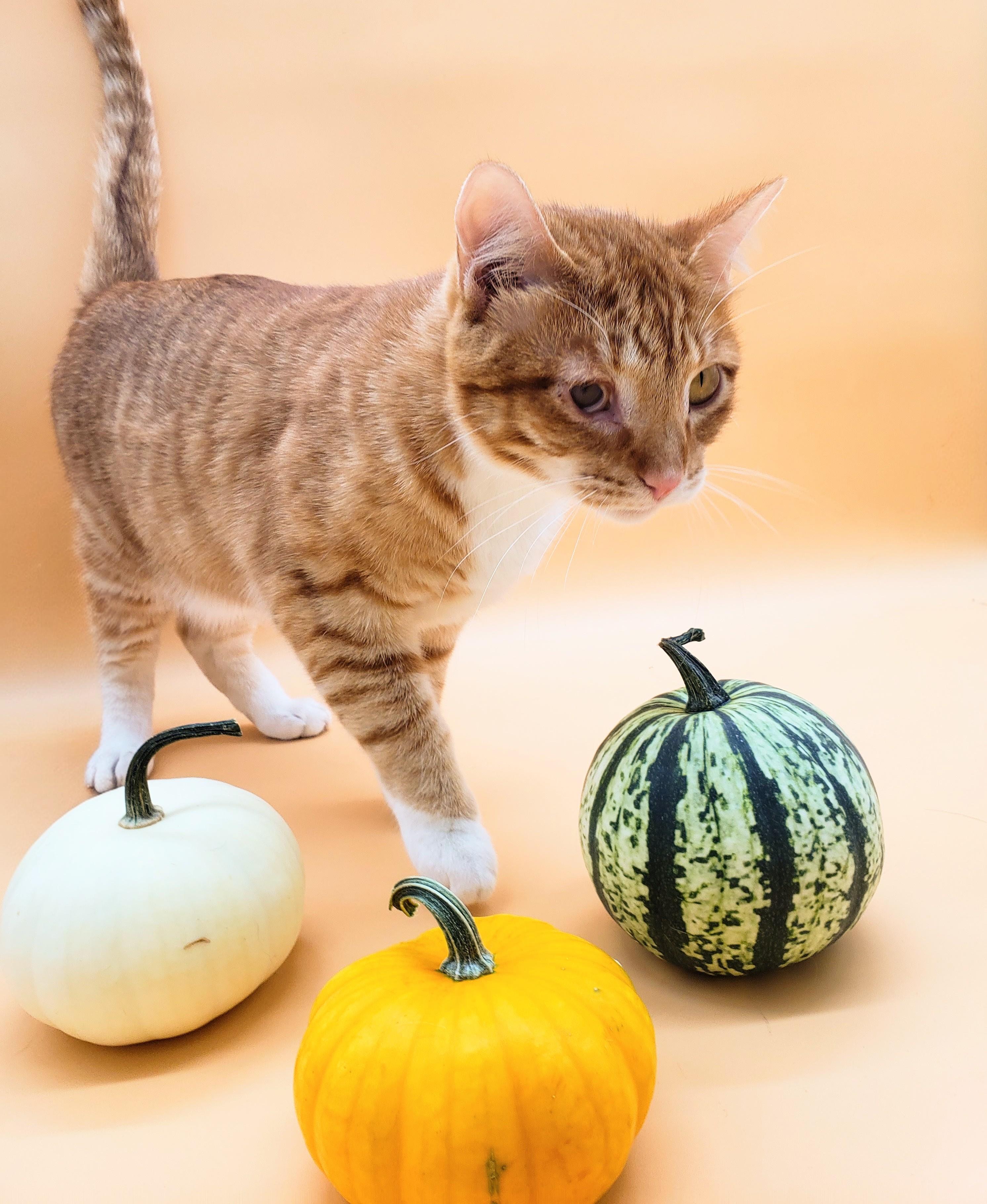 Towhee, an adoptable Domestic Short Hair in Springfield, MO, 65804 | Photo Image 1