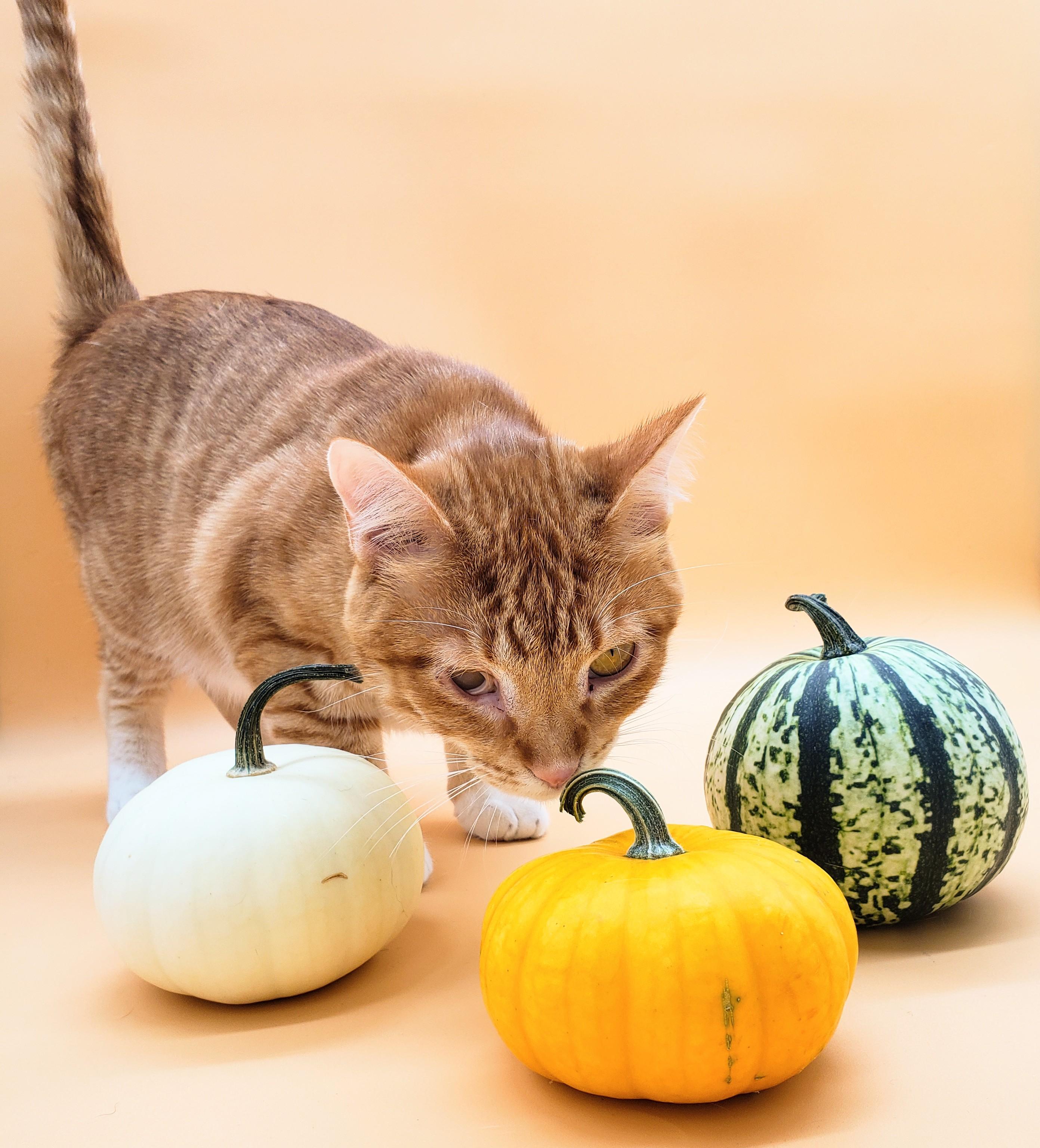 Towhee, an adoptable Domestic Short Hair in Springfield, MO, 65804 | Photo Image 3