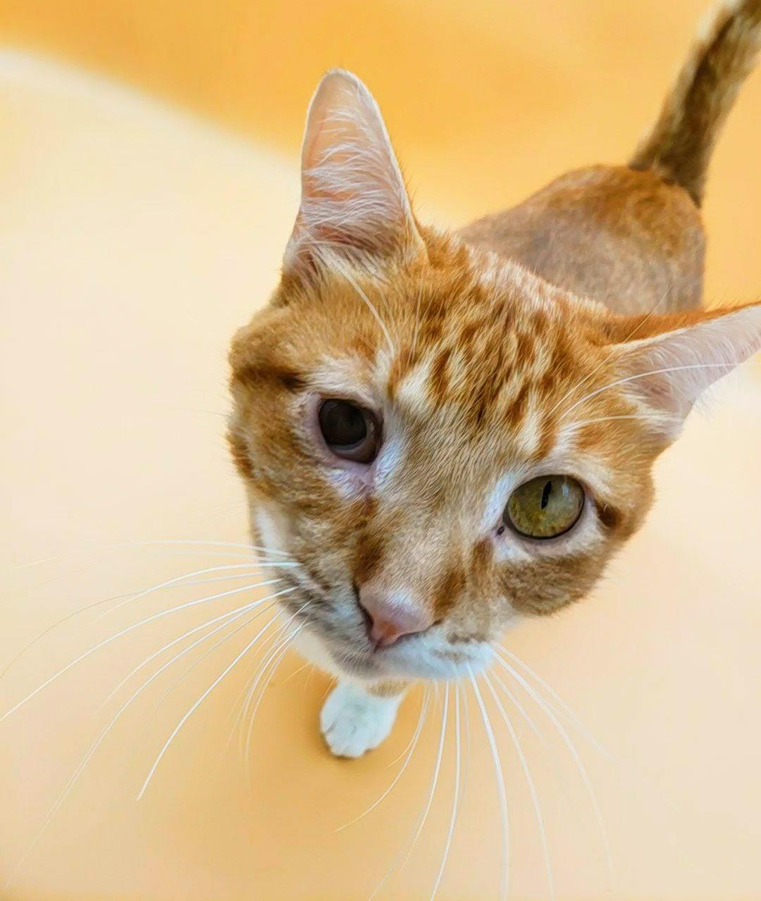 Towhee, an adoptable Domestic Short Hair in Springfield, MO, 65804 | Photo Image 2