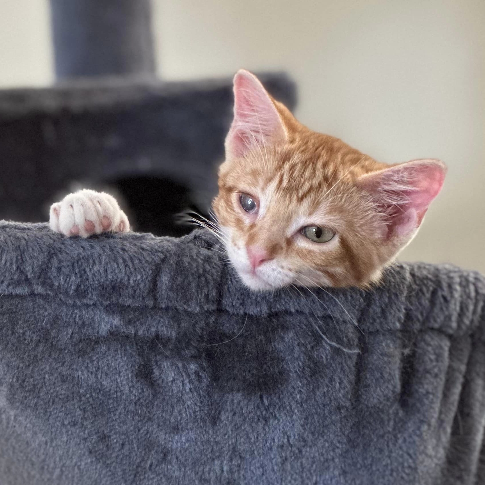 Towhee, an adoptable Domestic Short Hair in Springfield, MO, 65804 | Photo Image 6