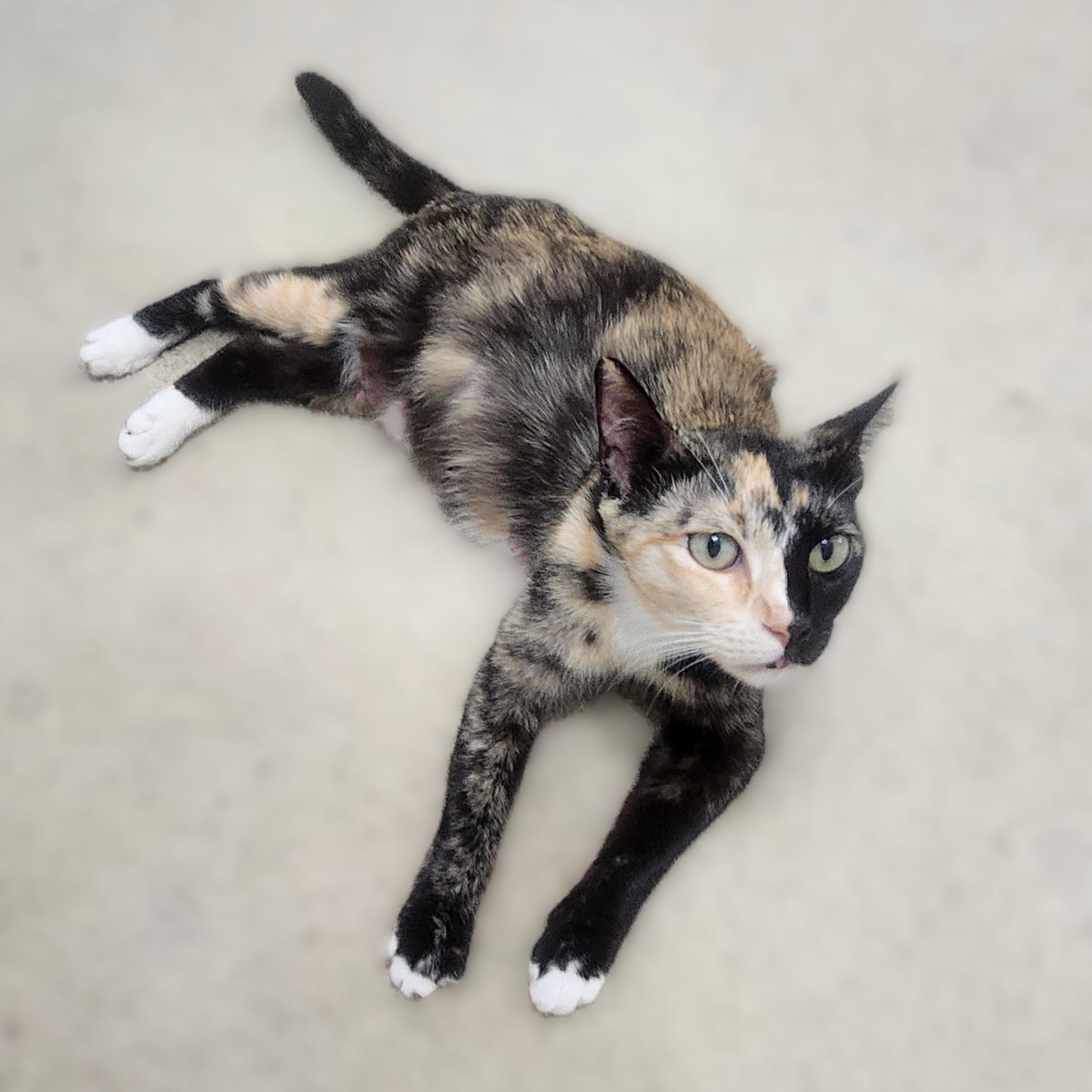 Enlarge Gattalina, an adopted Calico in Allen, TX image 5/6