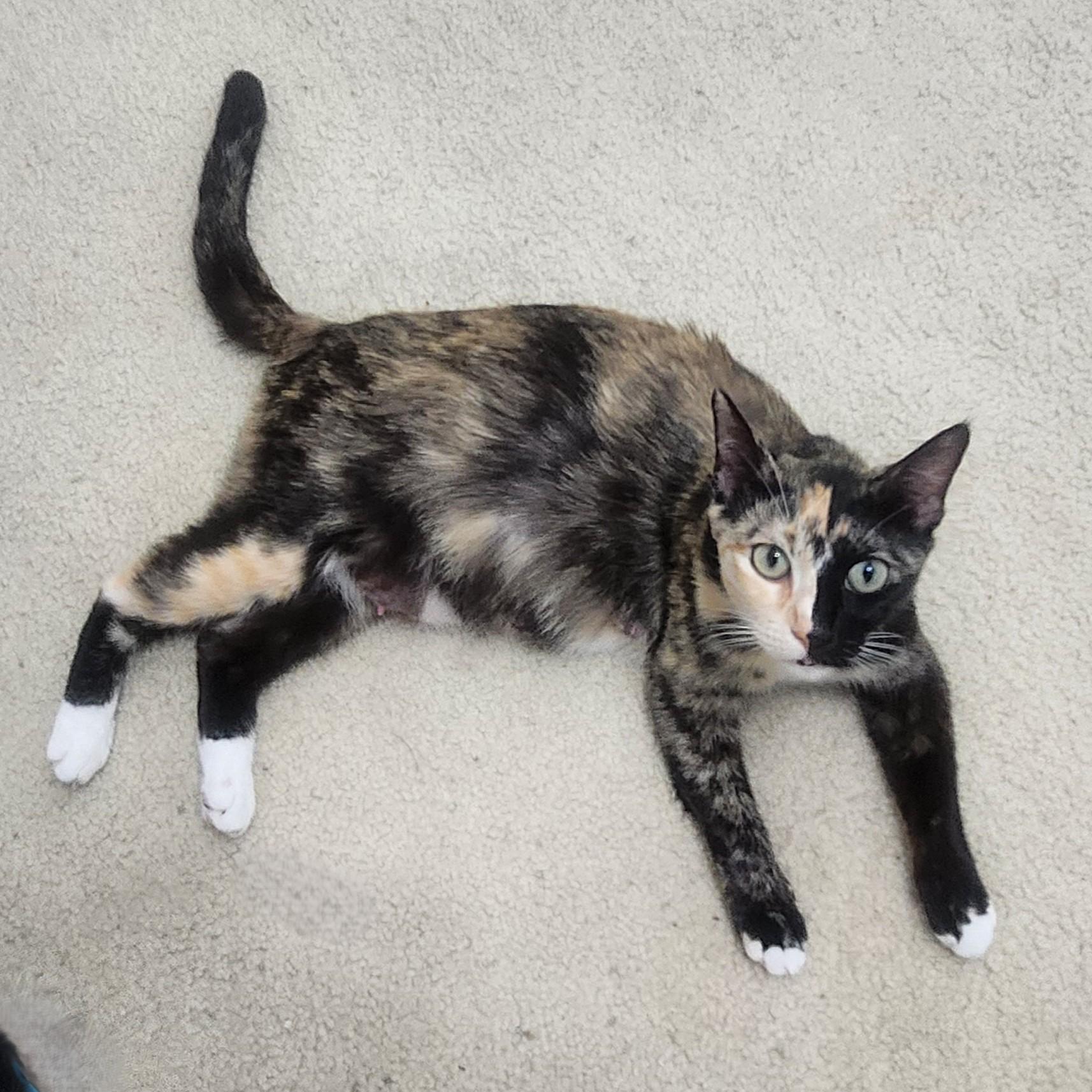 Enlarge Gattalina, an adopted Calico in Allen, TX image 2/6