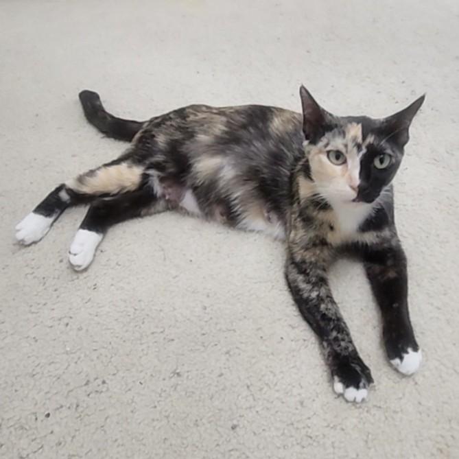 Enlarge Gattalina, an adopted Calico in Allen, TX image 6/6