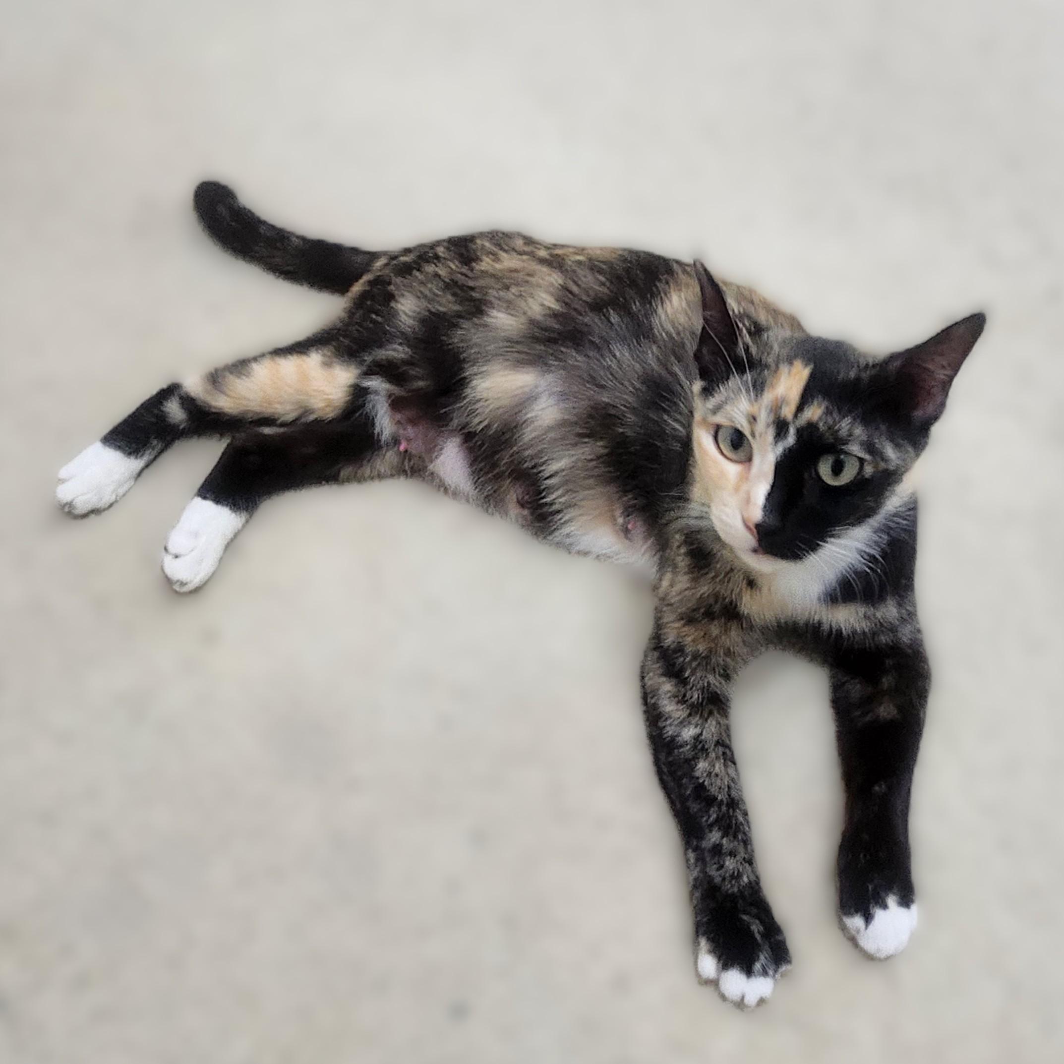 Enlarge Gattalina, an adopted Calico in Allen, TX image 3/6