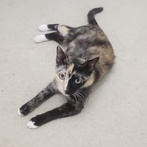 Enlarge Gattalina, an adopted Calico in Allen, TX image 4/6