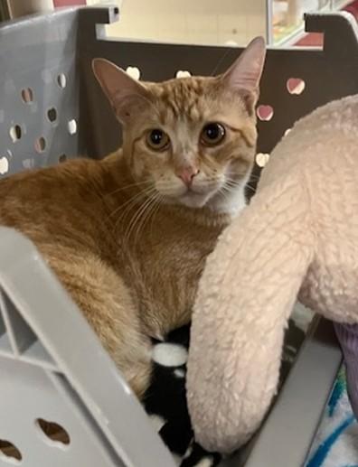 Enlarge LITTLE MAN, a Adoptable Domestic Short Hair in Springfield, MA image 1/1