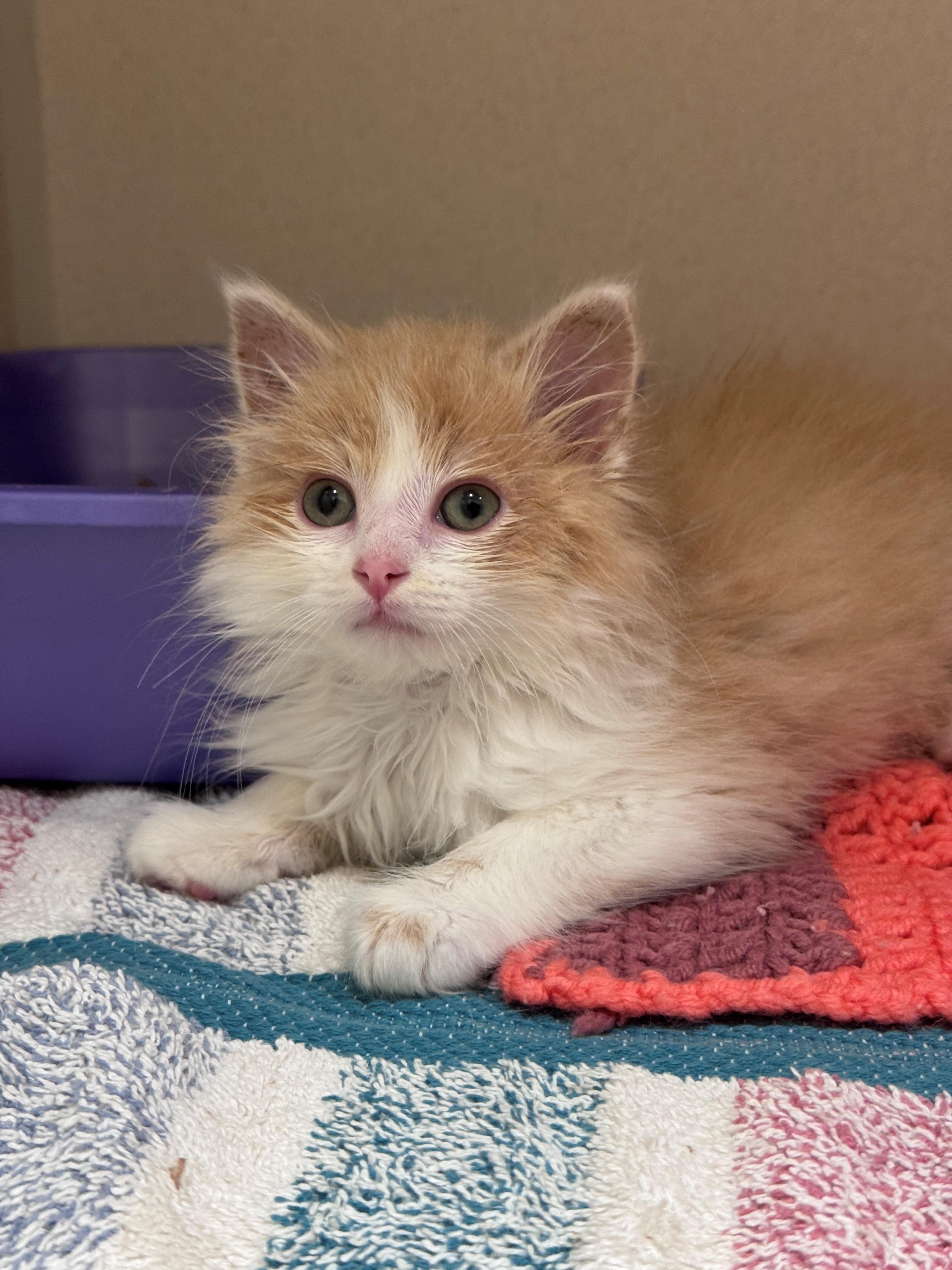 Enlarge Meatball, an adopted Domestic Long Hair in Hackensack, MN image 1/1