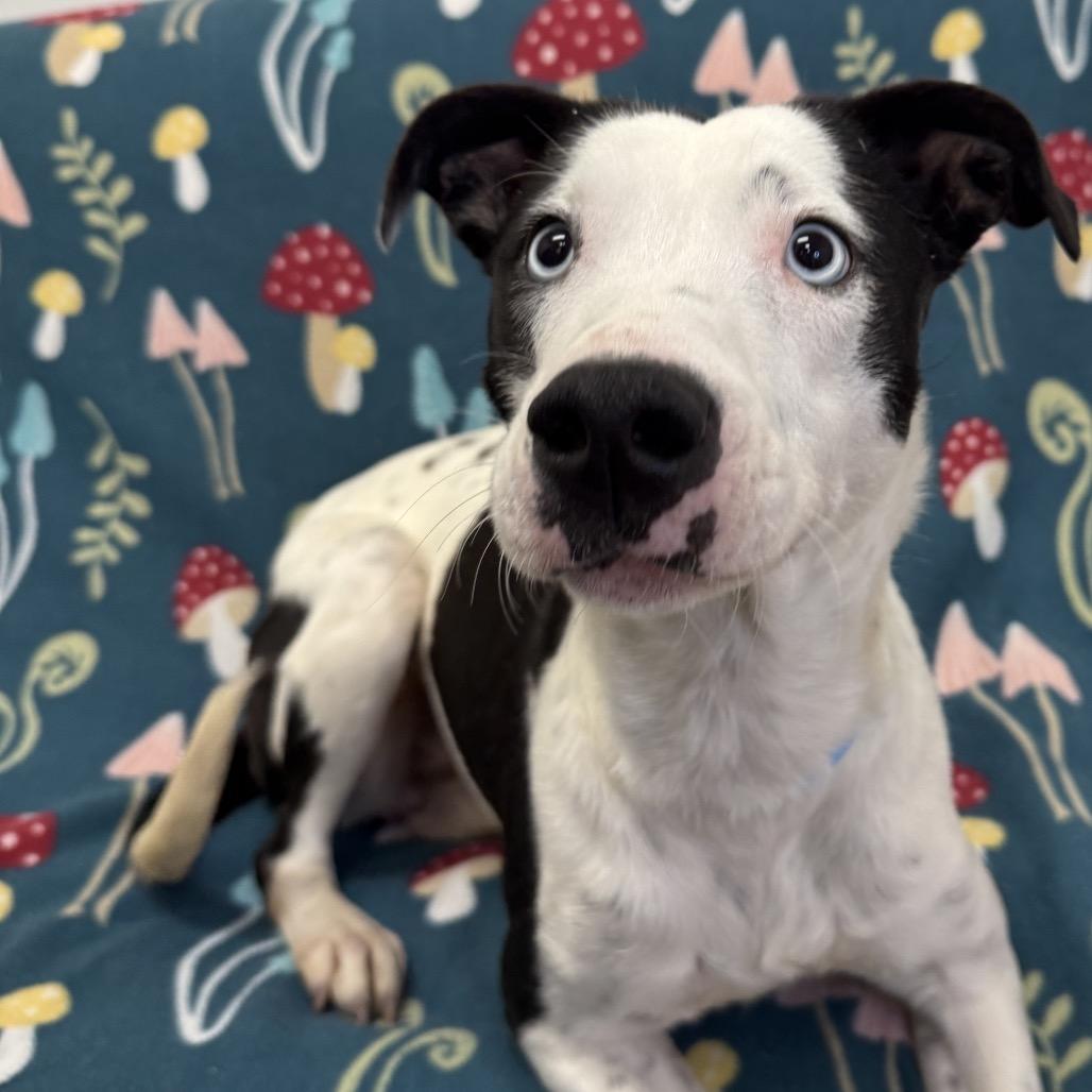 Gillian, Adoptable, Young Female Mixed Breed.