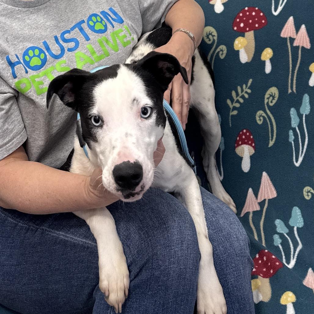Enlarge Gillian, a Adoptable Mixed Breed in Houston, TX image 2/5