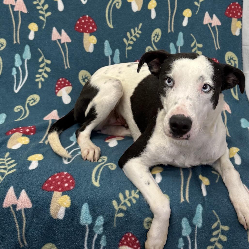 Enlarge Gillian, a Adoptable Mixed Breed in Houston, TX image 4/5