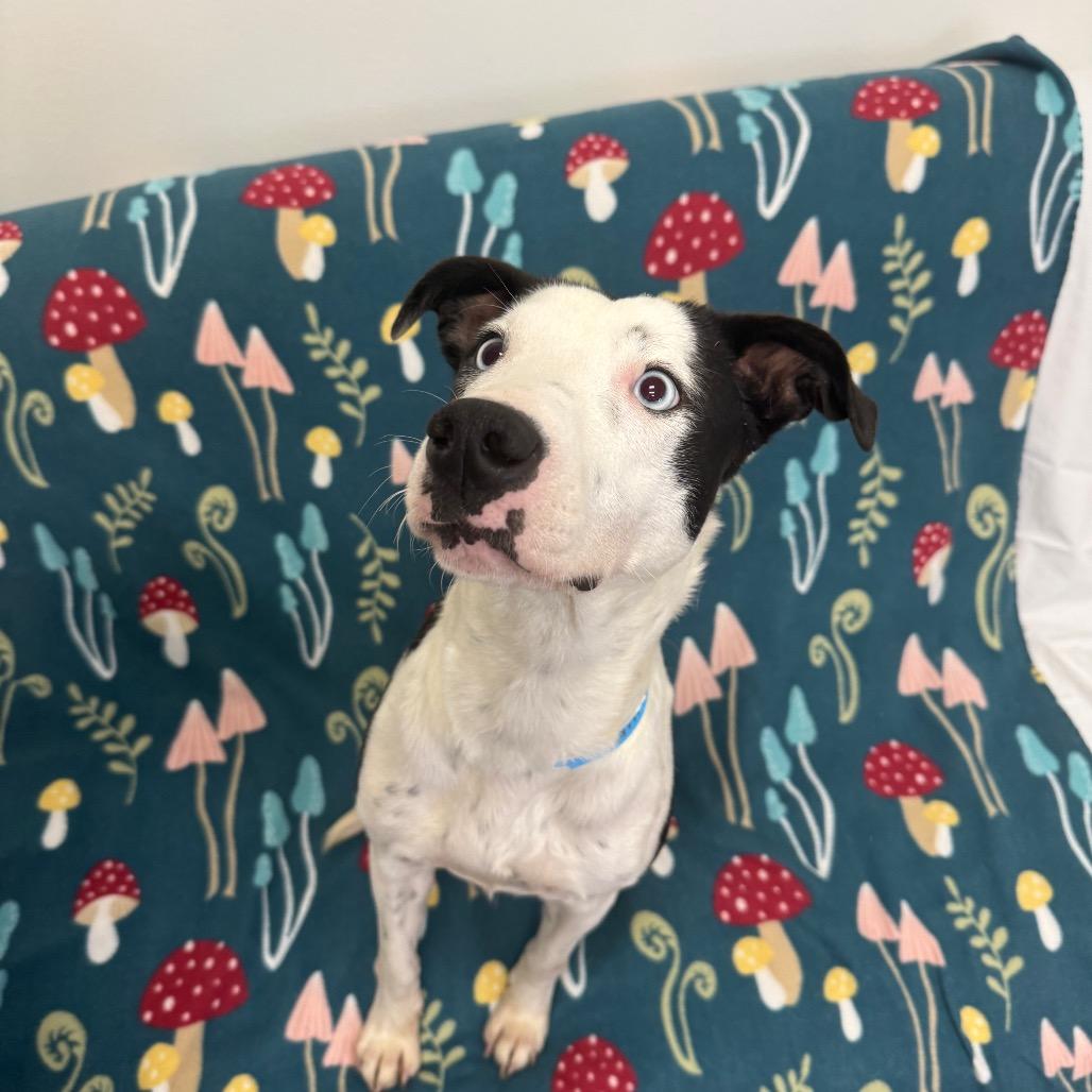 Enlarge Gillian, a Adoptable Mixed Breed in Houston, TX image 5/5