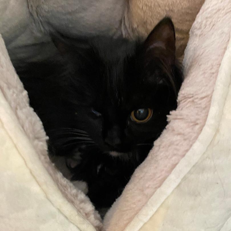 Mystic, Adoptable, Adult Female Domestic Long Hair.