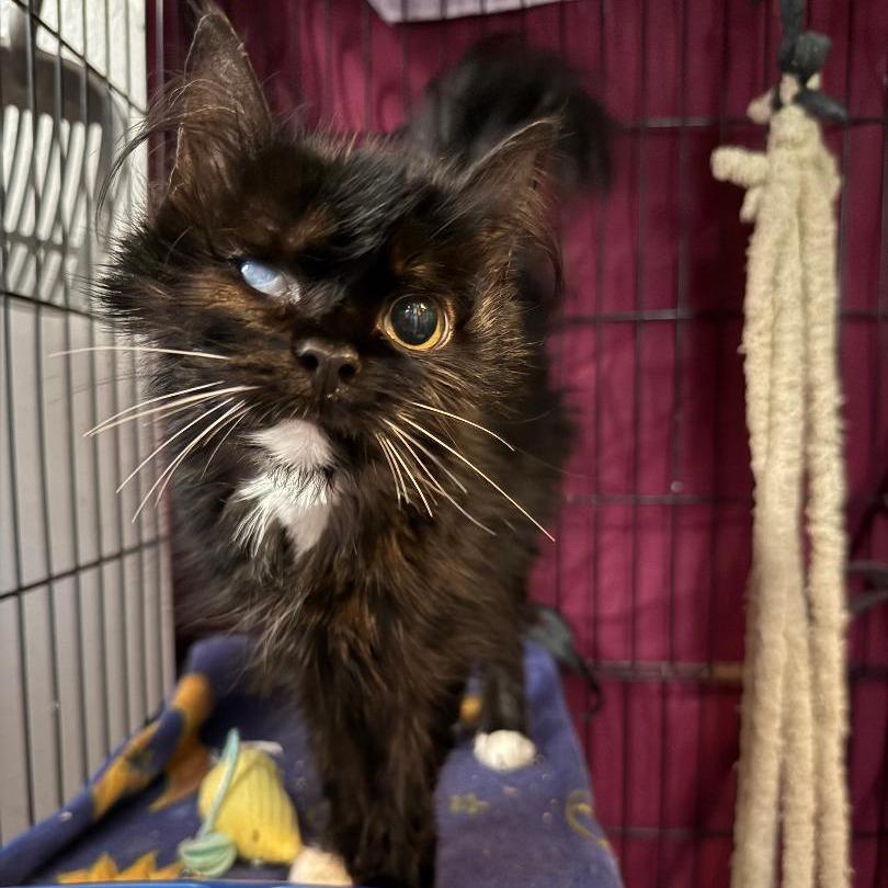 Enlarge Mystic, a Adoptable Domestic Long Hair in North Myrtle Beach, SC image 2/2