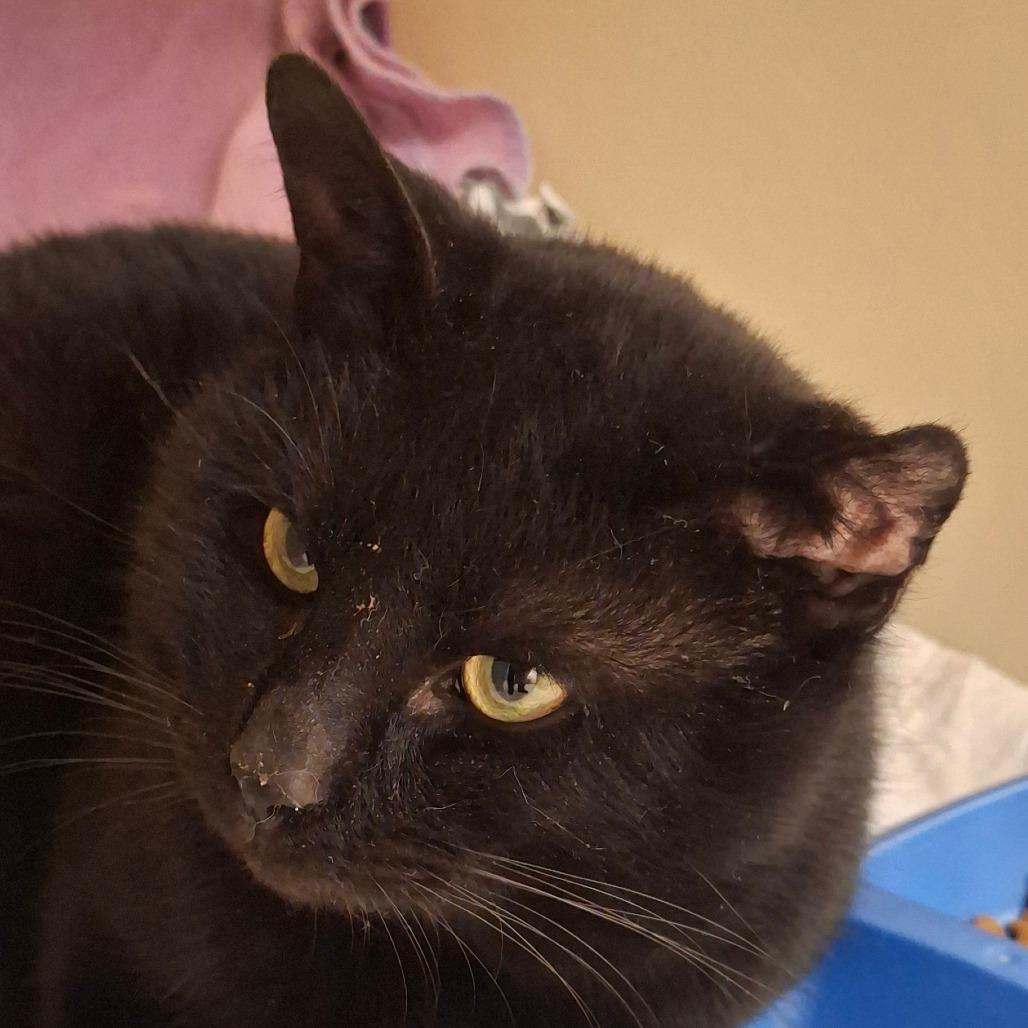 Enlarge Woodie, a Adoptable Domestic Short Hair in Zanesville, OH image 1/3