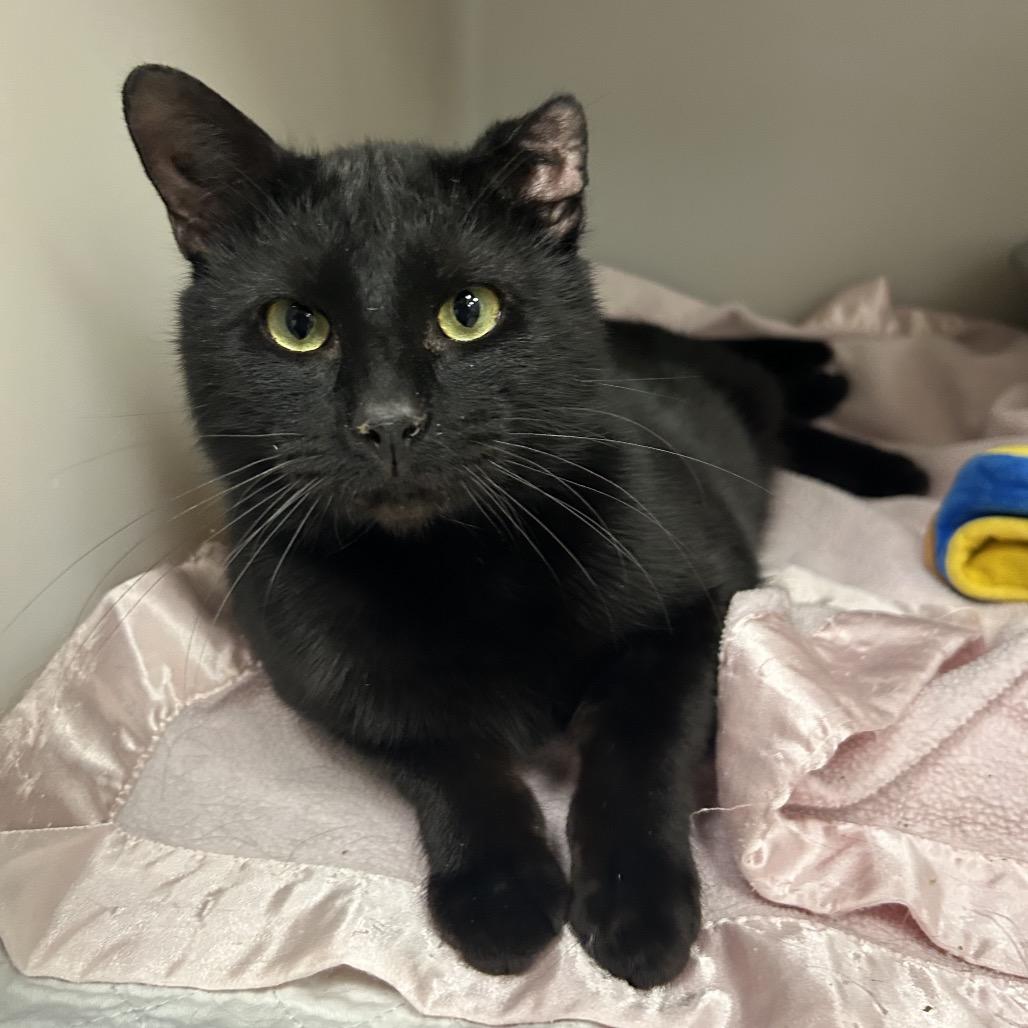 Enlarge Woodie, a Adoptable Domestic Short Hair in Zanesville, OH image 2/3