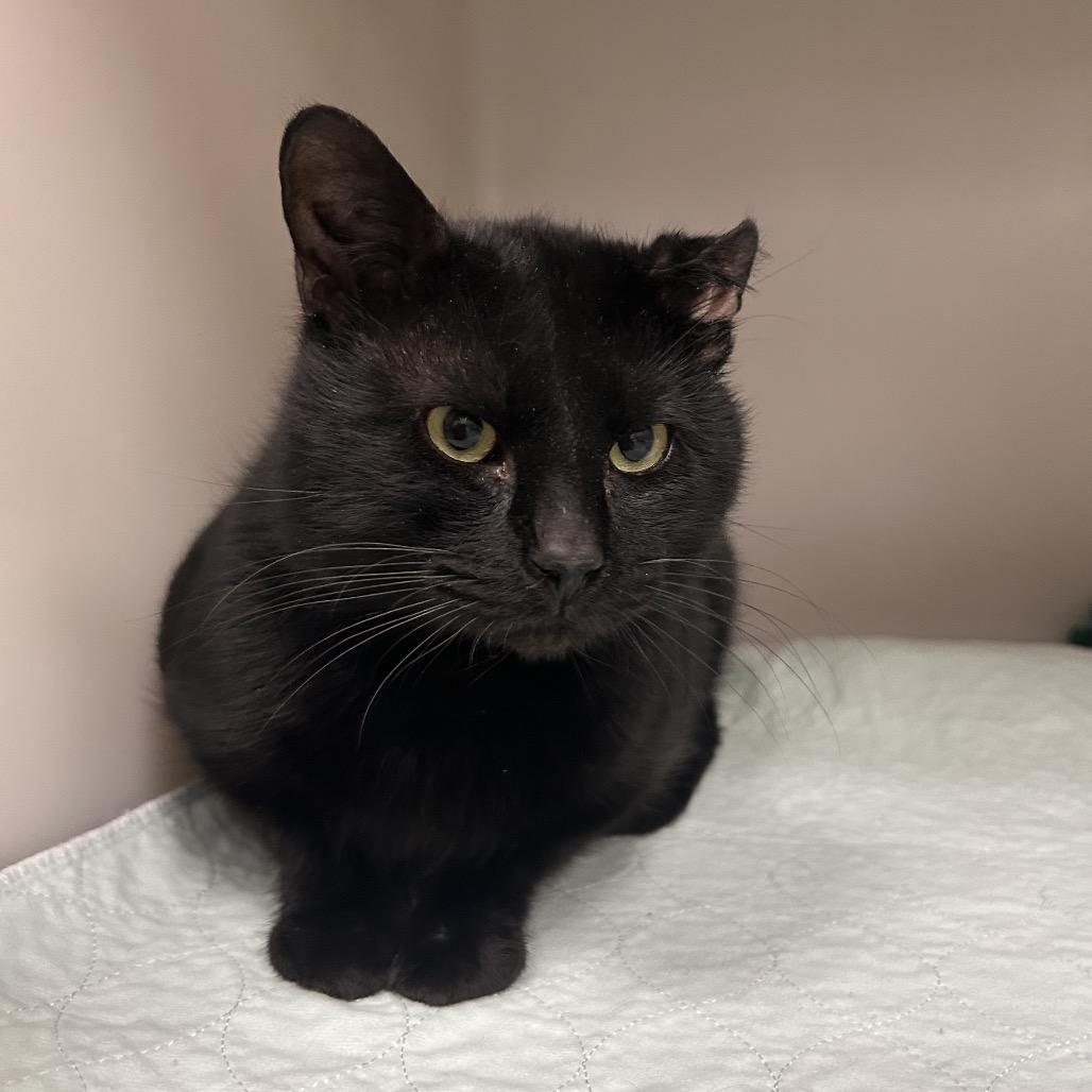 Enlarge Woodie, a Adoptable Domestic Short Hair in Zanesville, OH image 3/3