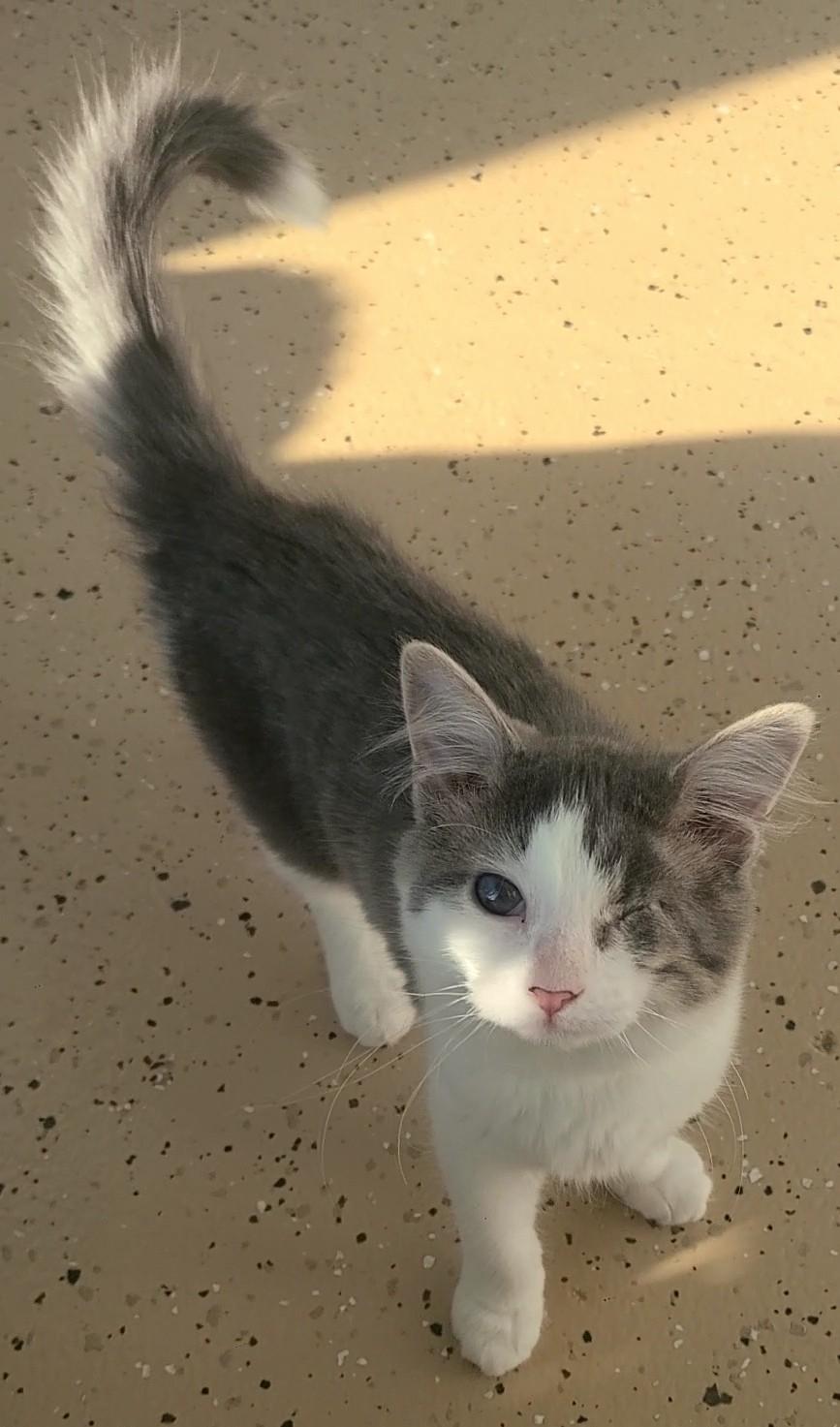 Teeny, a ADOPTABLE Domestic Short Hair in Elizabeth, IL image 2/2
