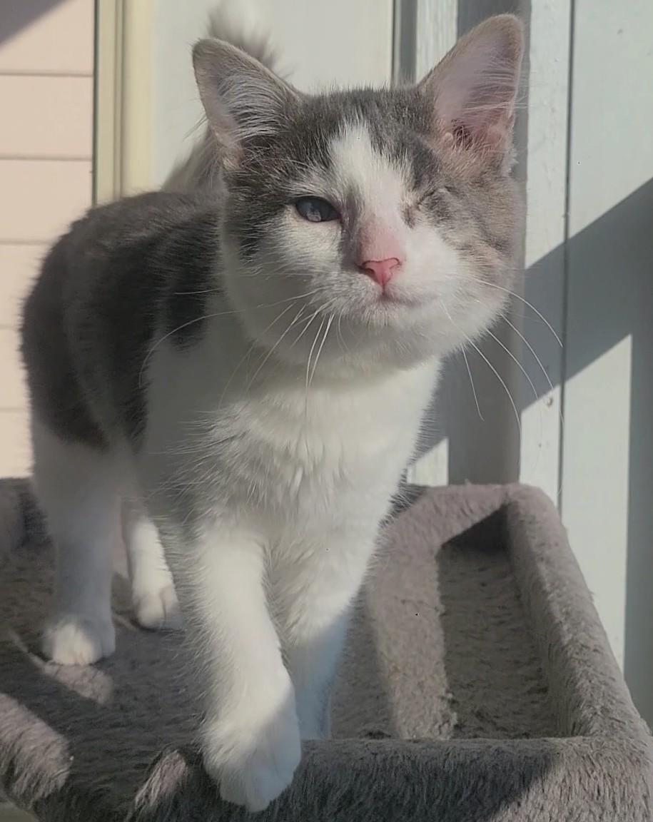 Teeny, ADOPTABLE, Young Female Domestic Short Hair.