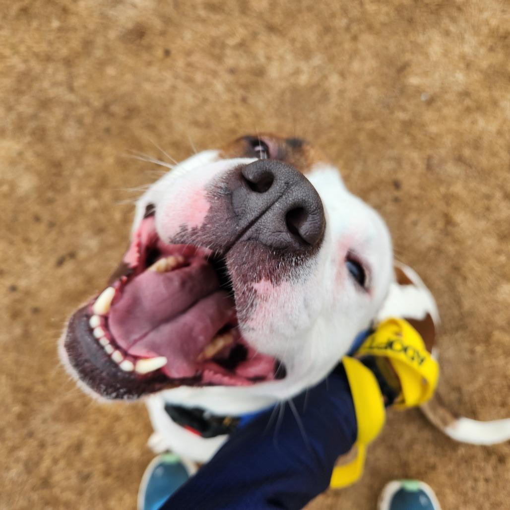 Enlarge Max, a Adoptable American Staffordshire Terrier in Greenville, SC image 1/6