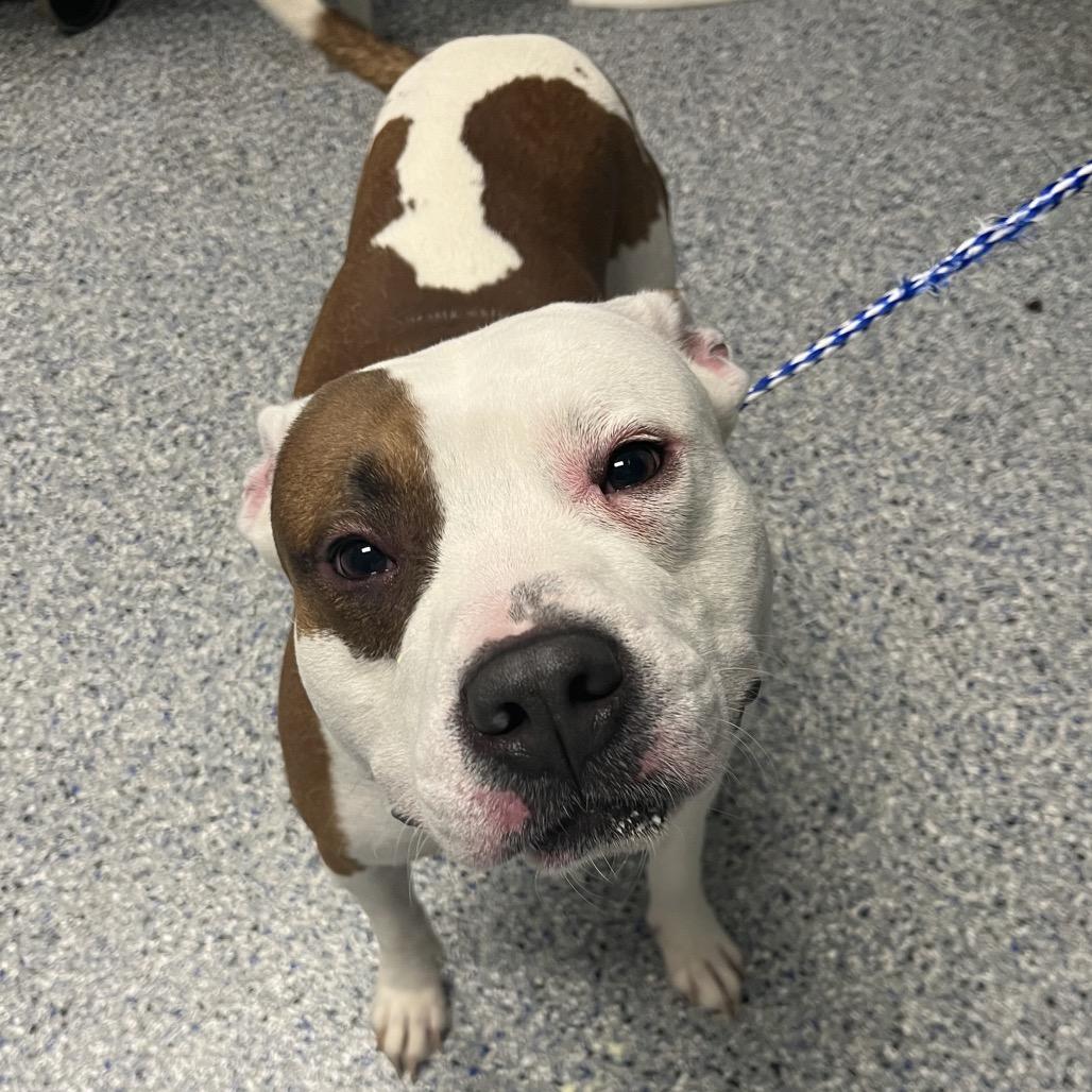 Enlarge Max, a Adoptable American Staffordshire Terrier in Greenville, SC image 2/6