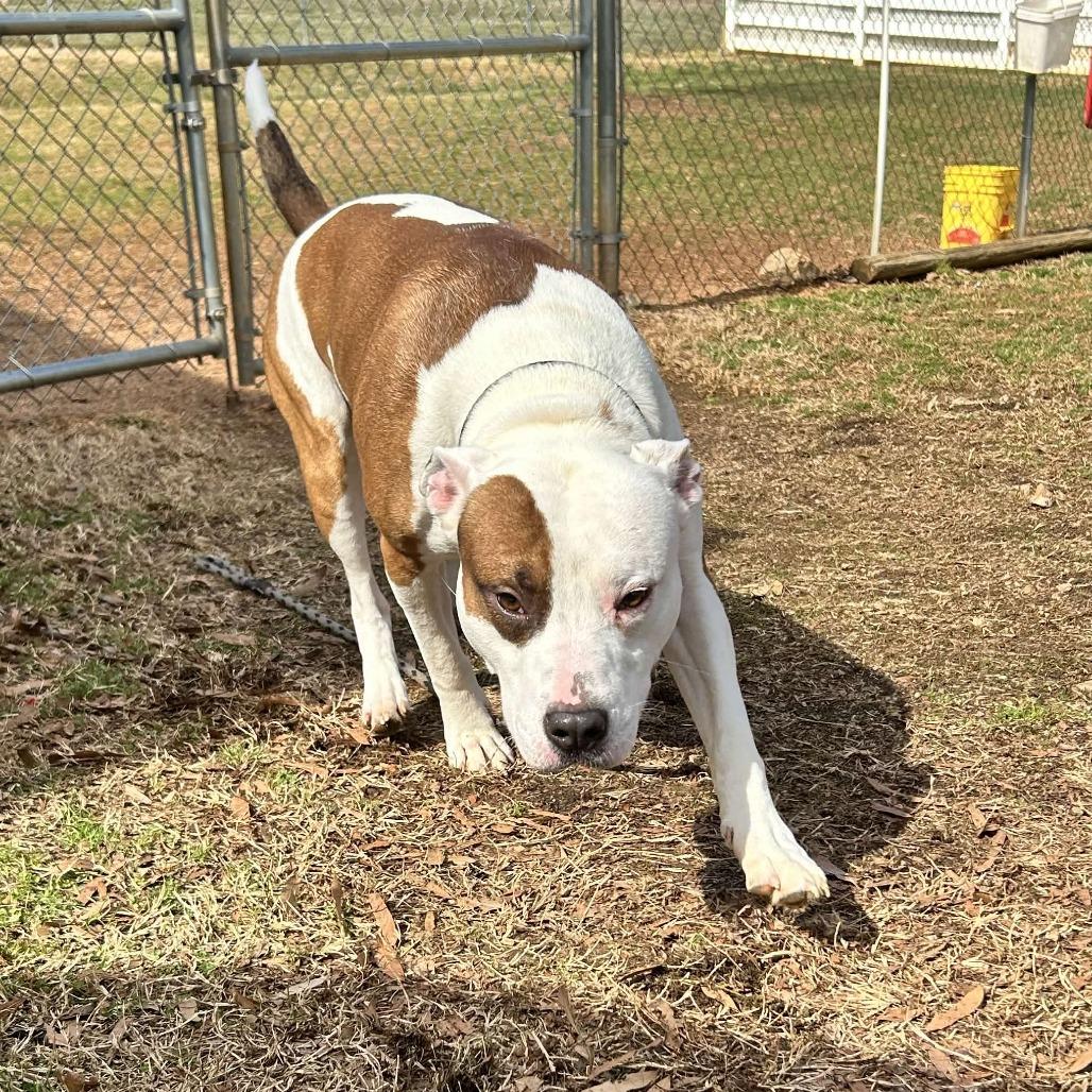 Enlarge Max, a Adoptable American Staffordshire Terrier in Greenville, SC image 3/6