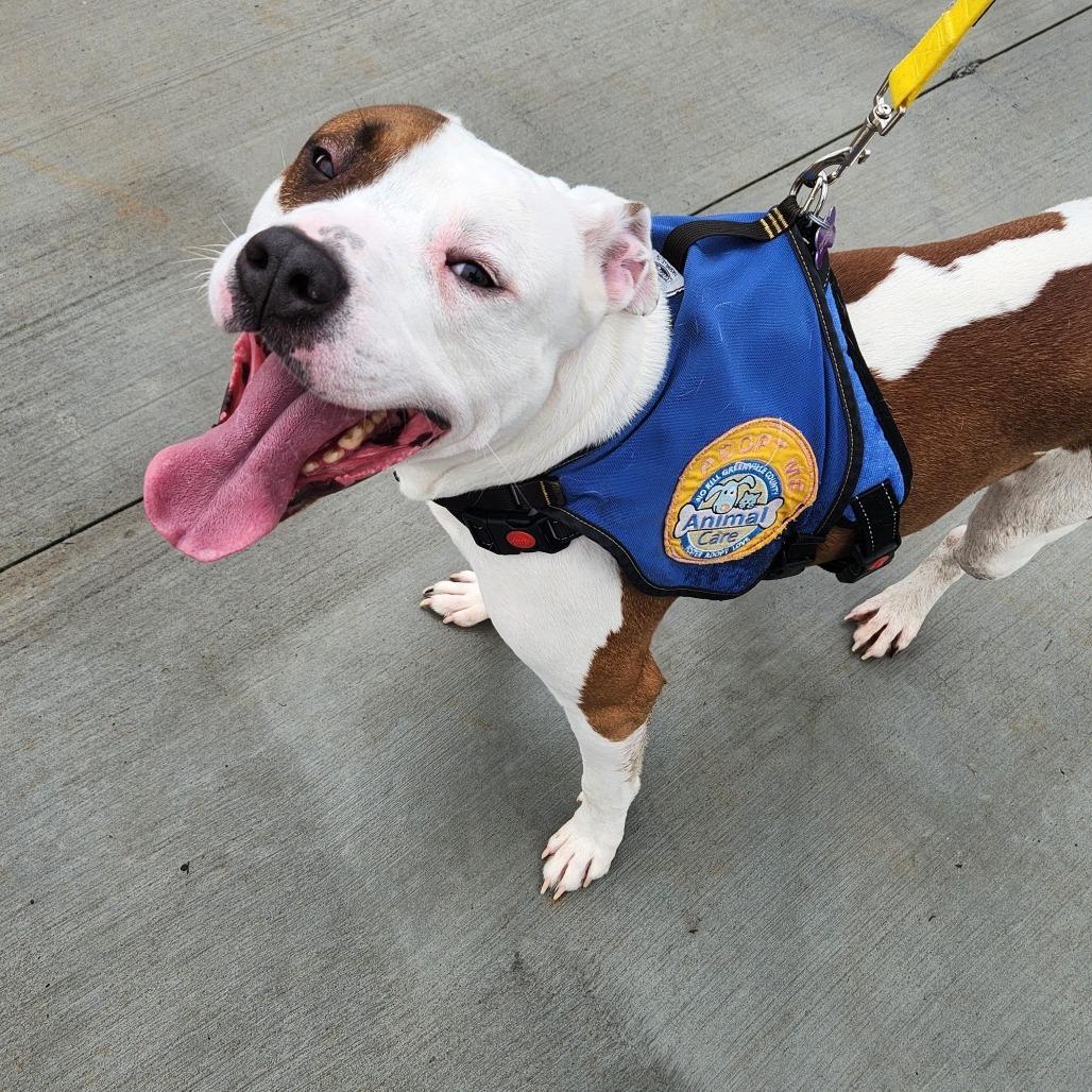 Enlarge Max, a Adoptable American Staffordshire Terrier in Greenville, SC image 4/6