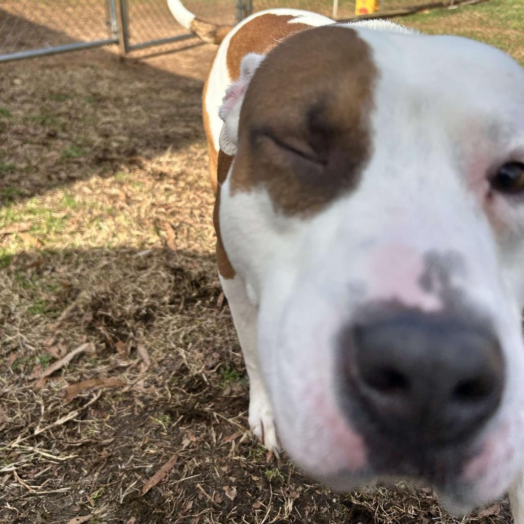 Enlarge Max, a Adoptable American Staffordshire Terrier in Greenville, SC image 5/6