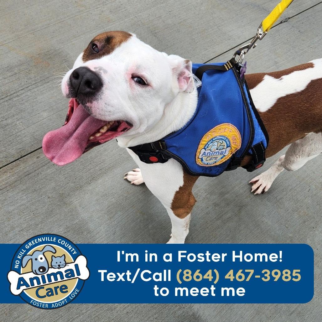 Enlarge Max, a Adoptable American Staffordshire Terrier in Greenville, SC image 6/6