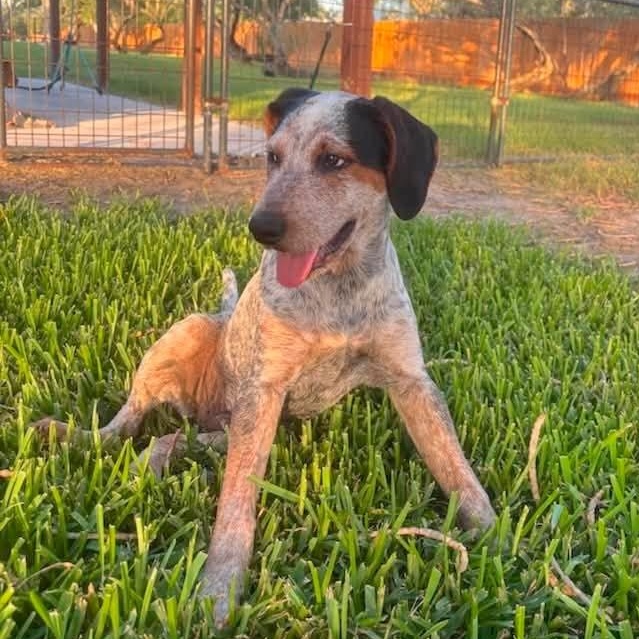 Enlarge Dewey, a Adoptable mixed breed in Fort Lupton, CO image 6/6