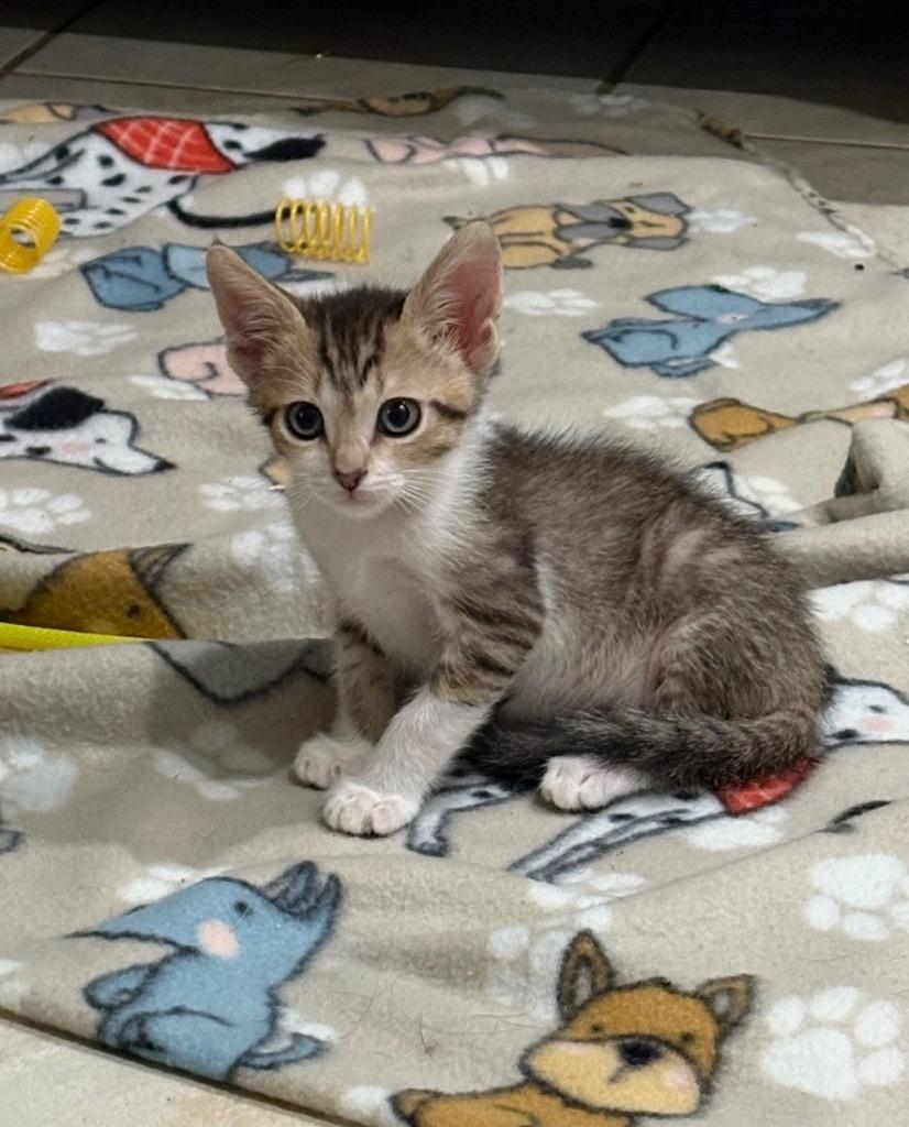 Maverick, Adoptable, Kitten Male Domestic Short Hair.