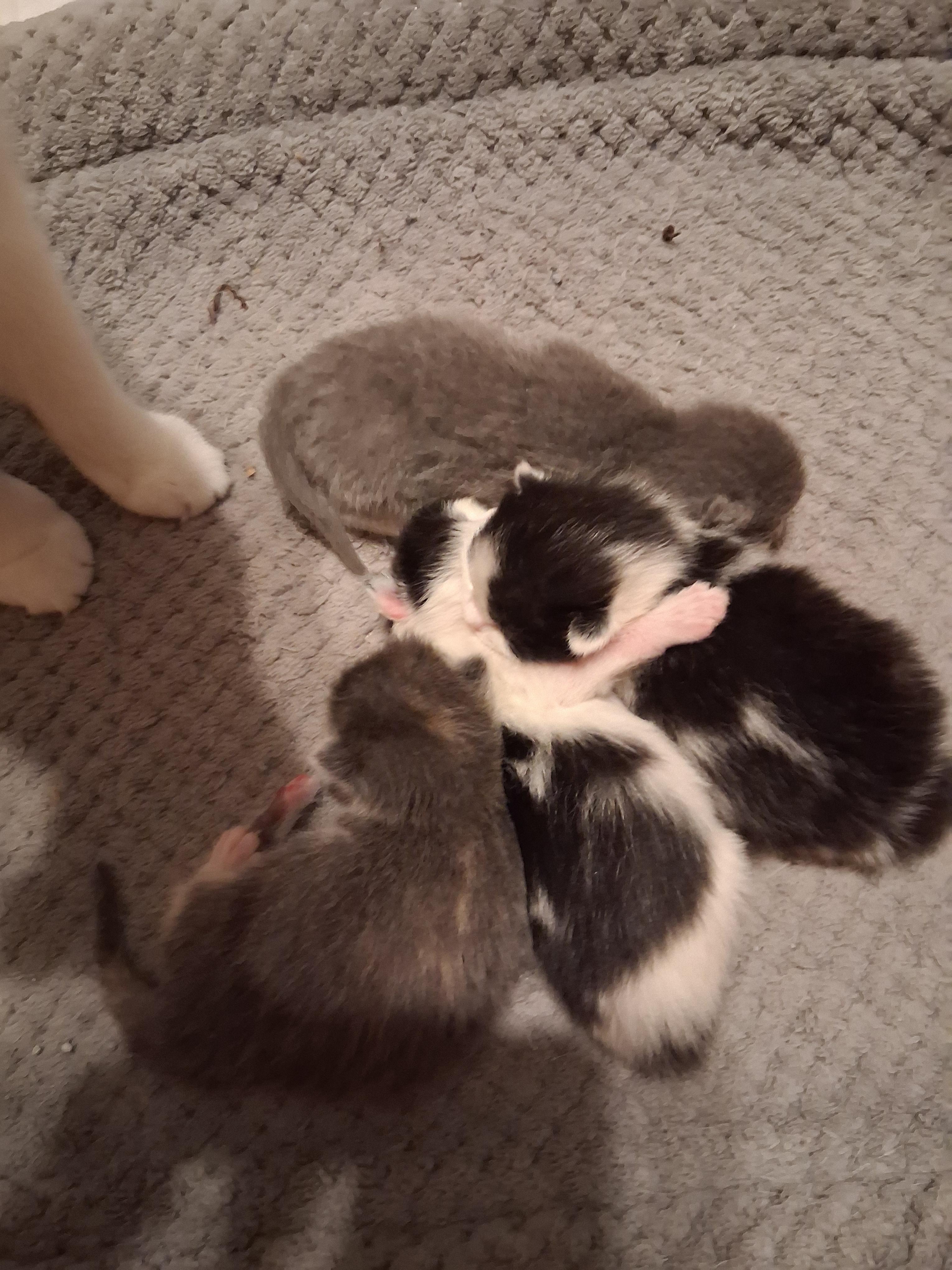 Enlarge Grey male kitten, a ADOPTABLE Domestic Short Hair in Greensboro, NC image 2/2