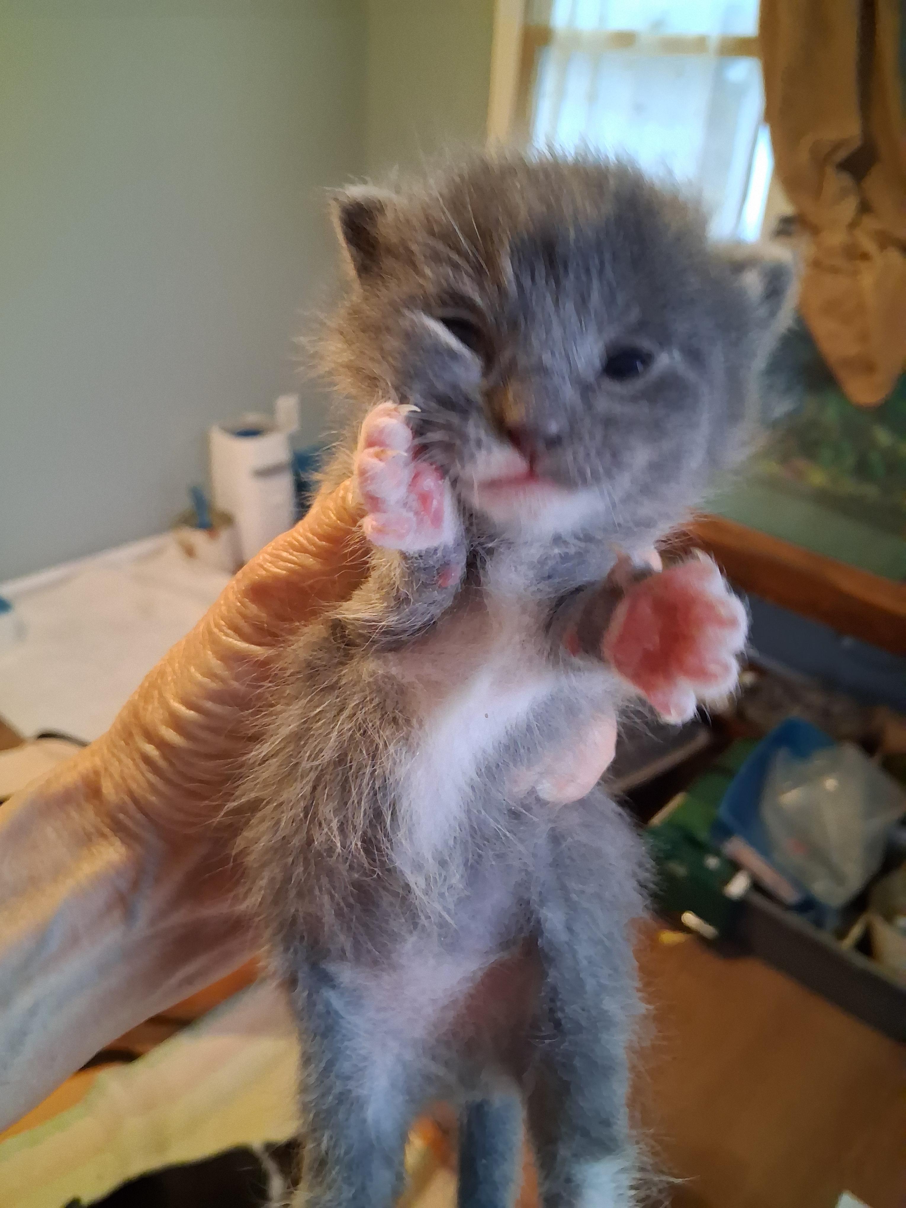 Grey male kitten, ADOPTABLE, Kitten Male Domestic Short Hair.