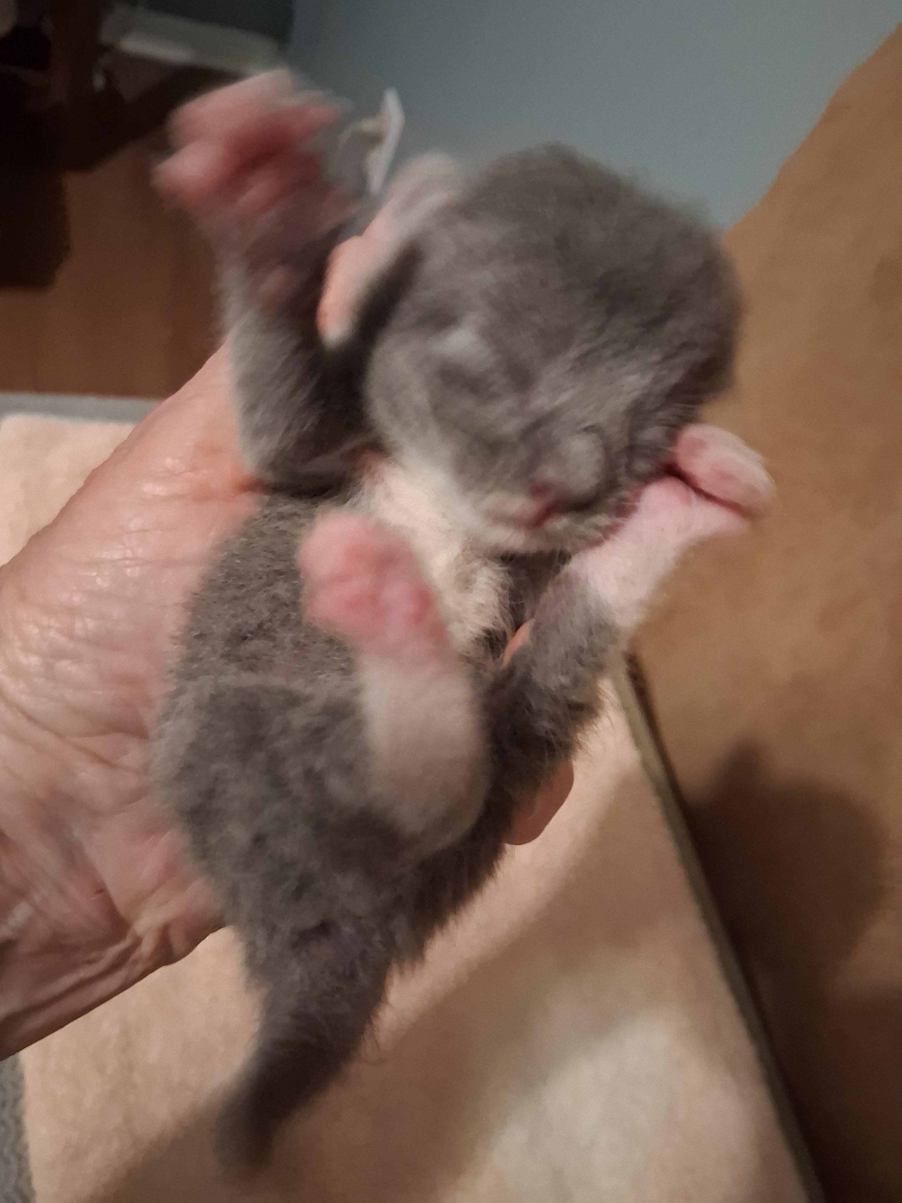 Grey male kitten, ADOPTABLE, Kitten Male Domestic Short Hair.